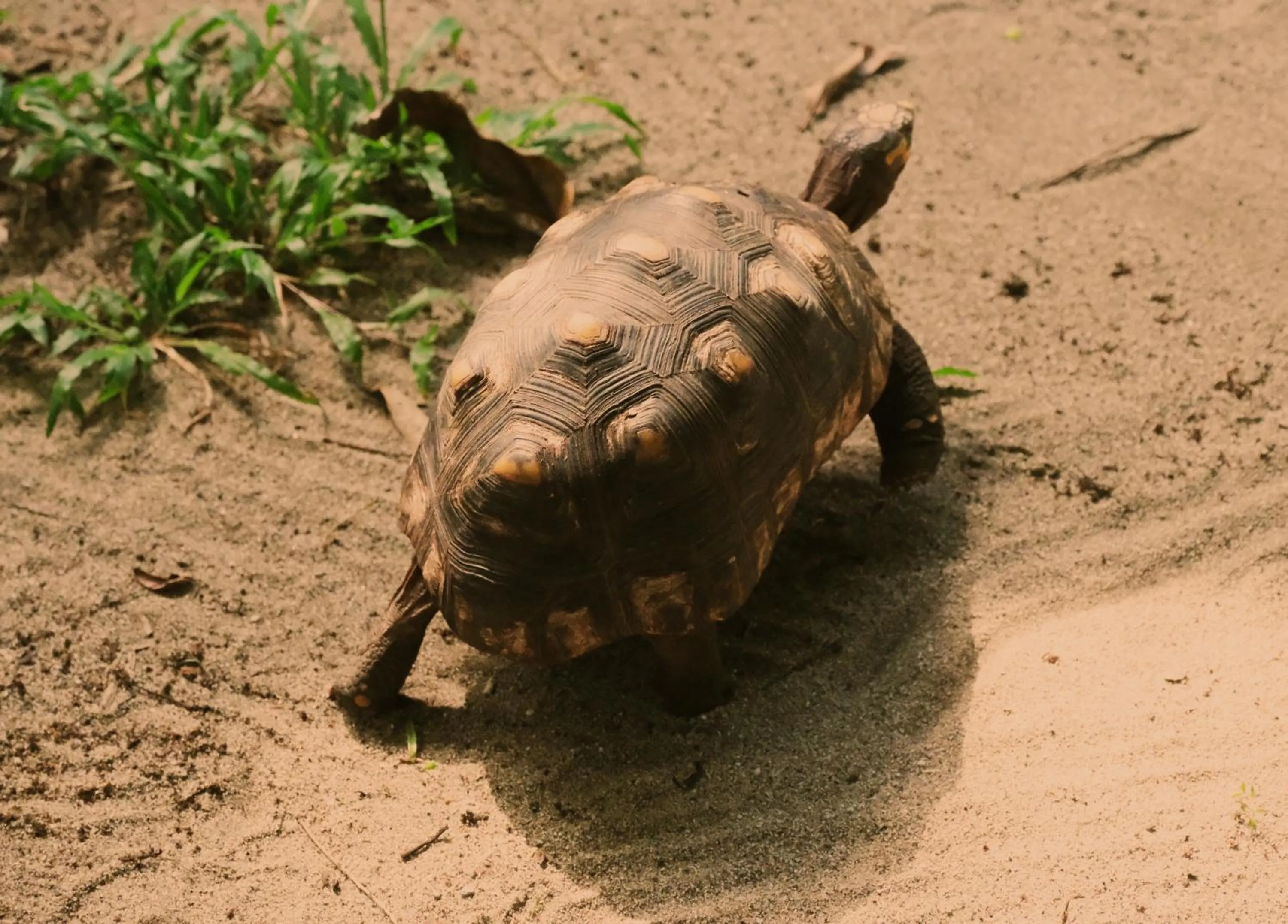 Animals in Santuario Playa Bonita