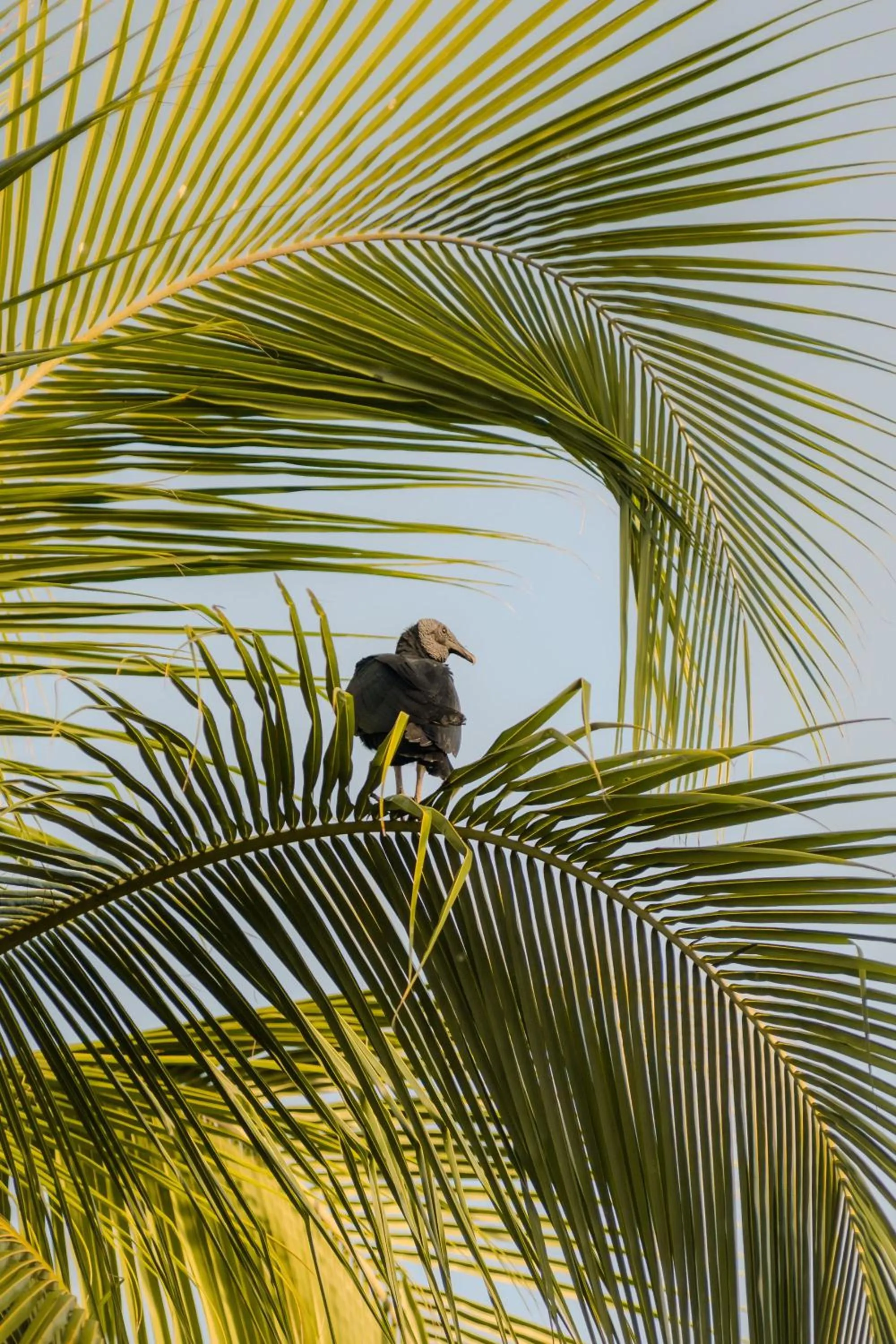 Activities in Santuario Playa Bonita