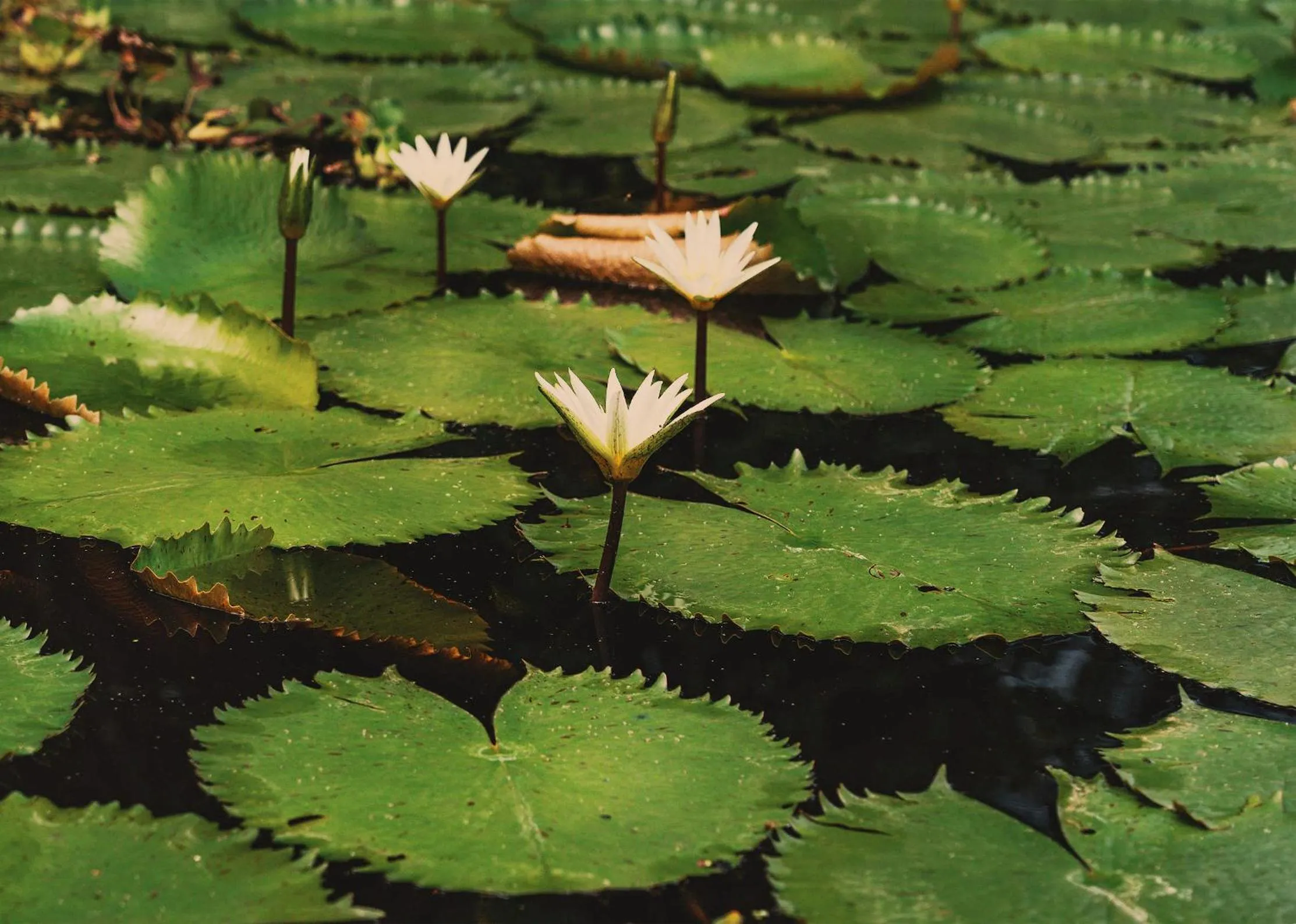 Garden in Santuario Playa Bonita