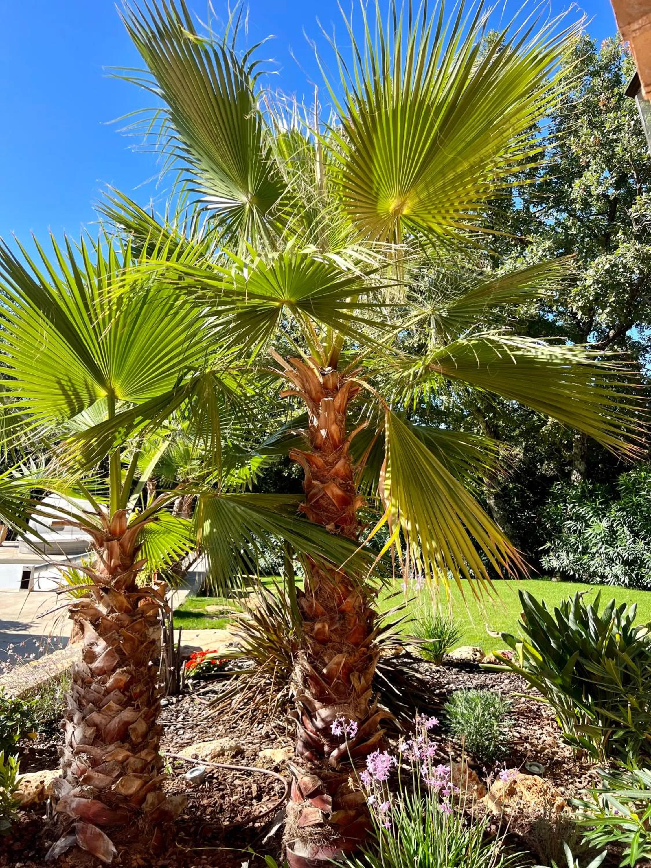 Garden in La Casa dei Sogni