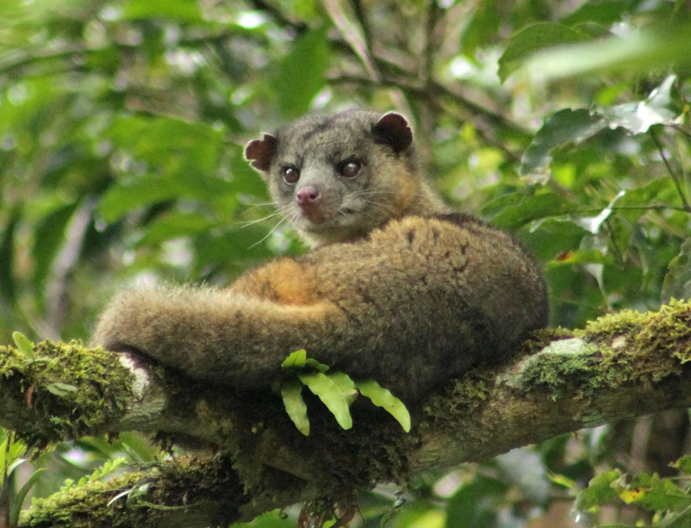 Animals in Cabañas La Pradera