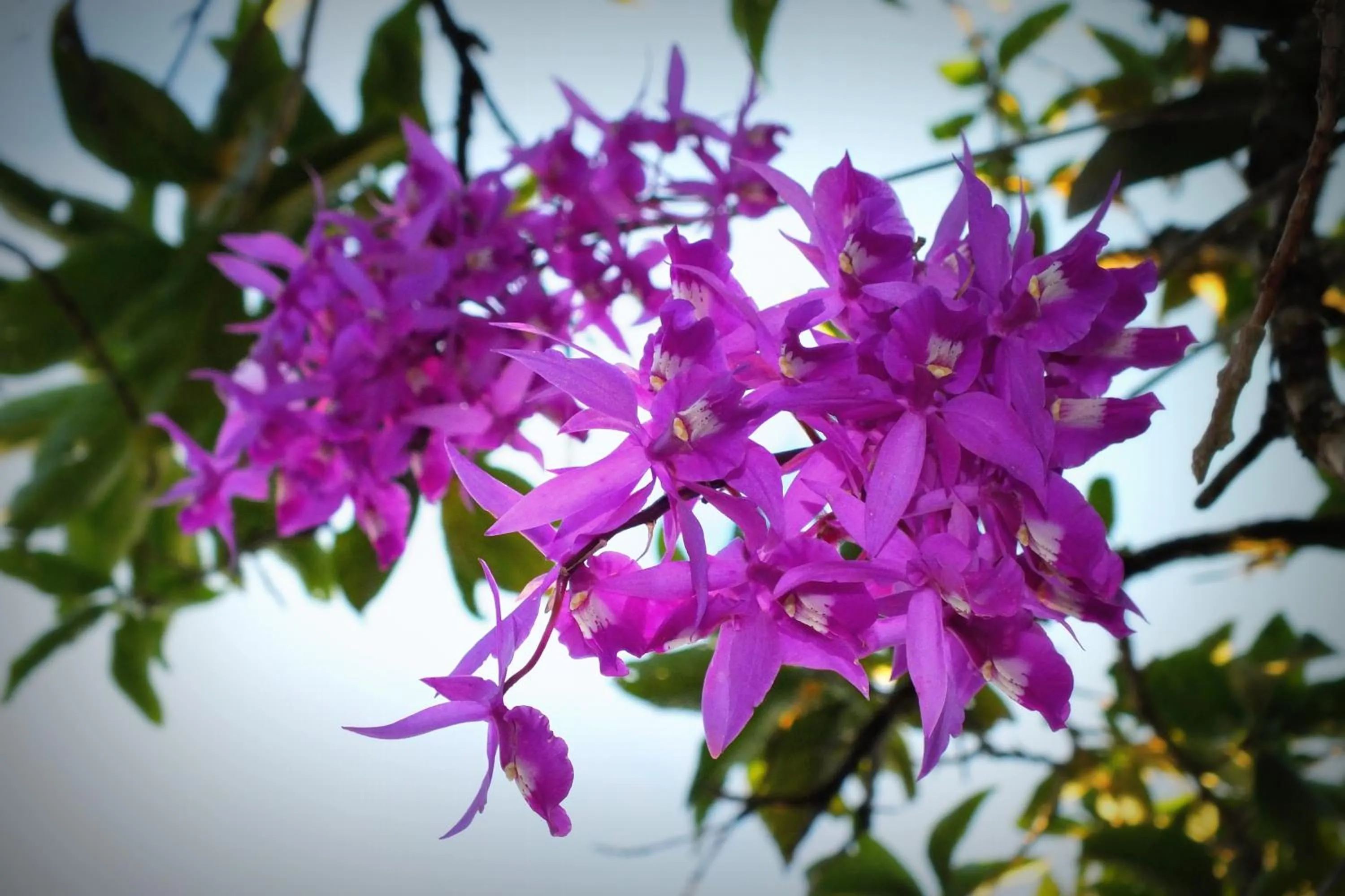 Garden in Cabañas La Pradera