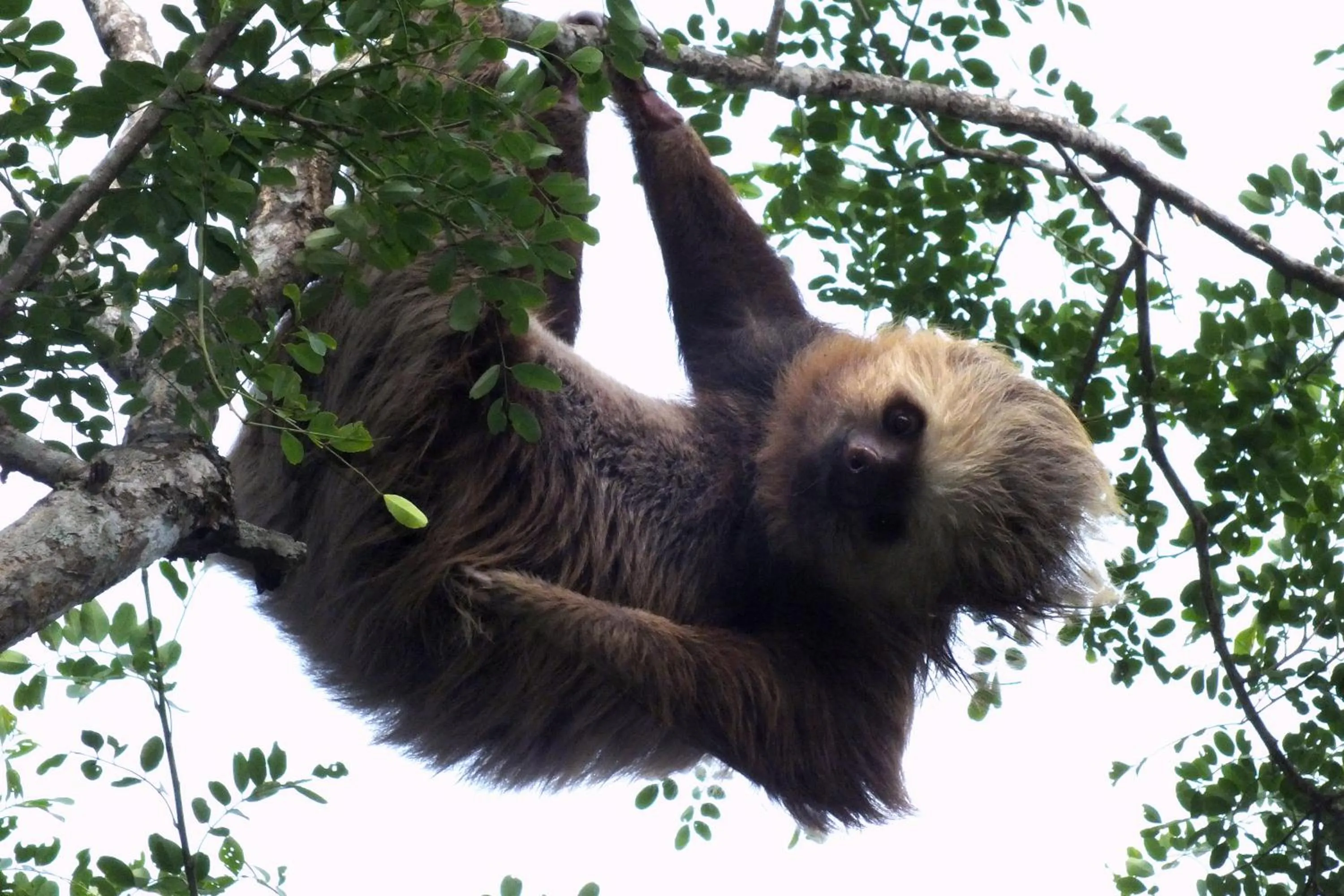 Animals in Cabañas La Pradera