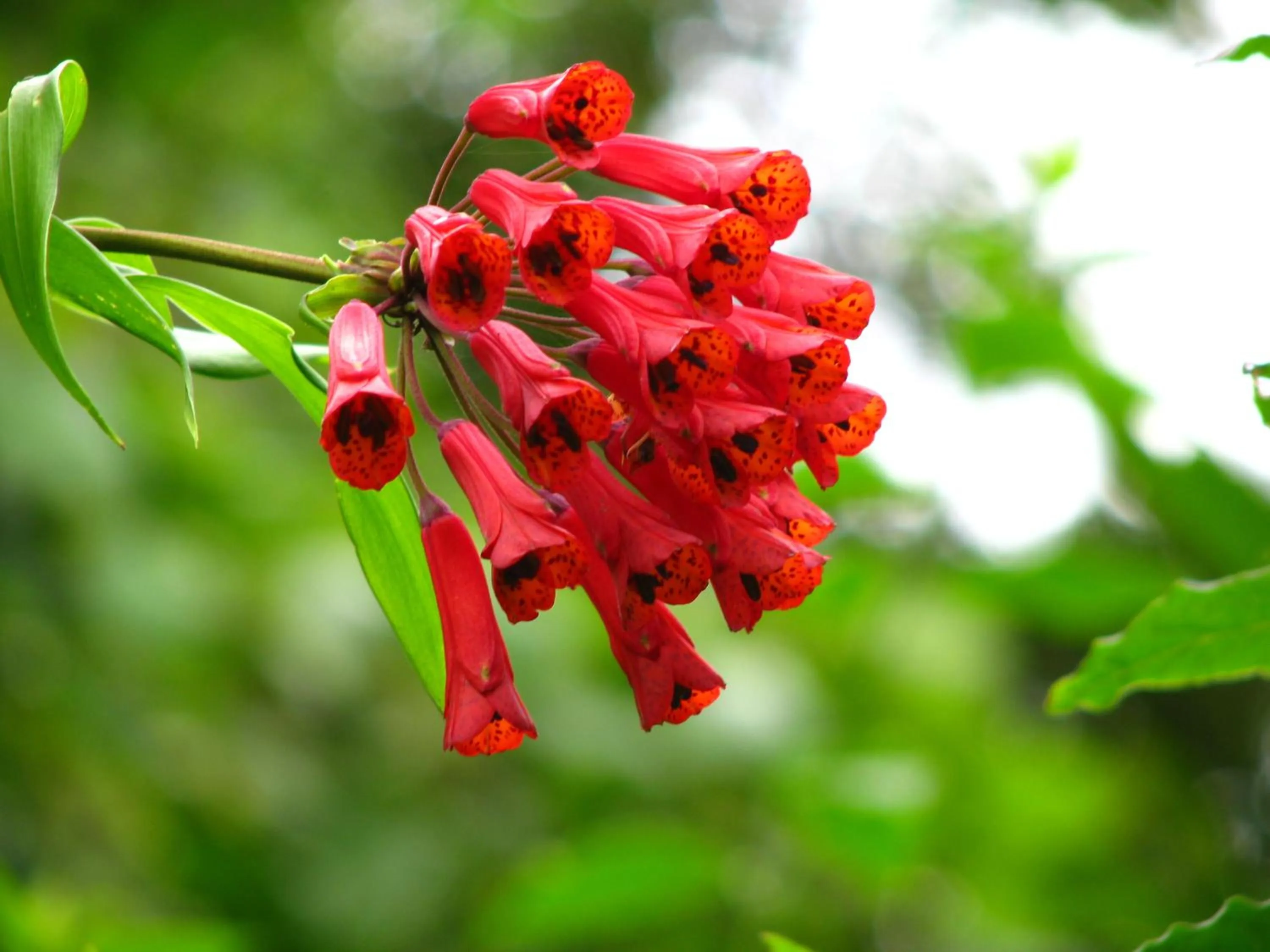 Garden view in Cabañas La Pradera