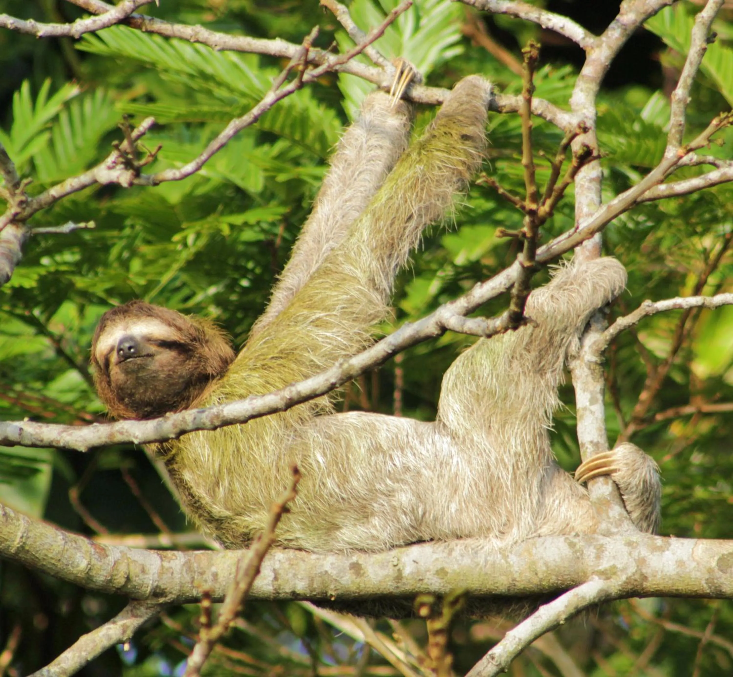Animals in Cabañas La Pradera