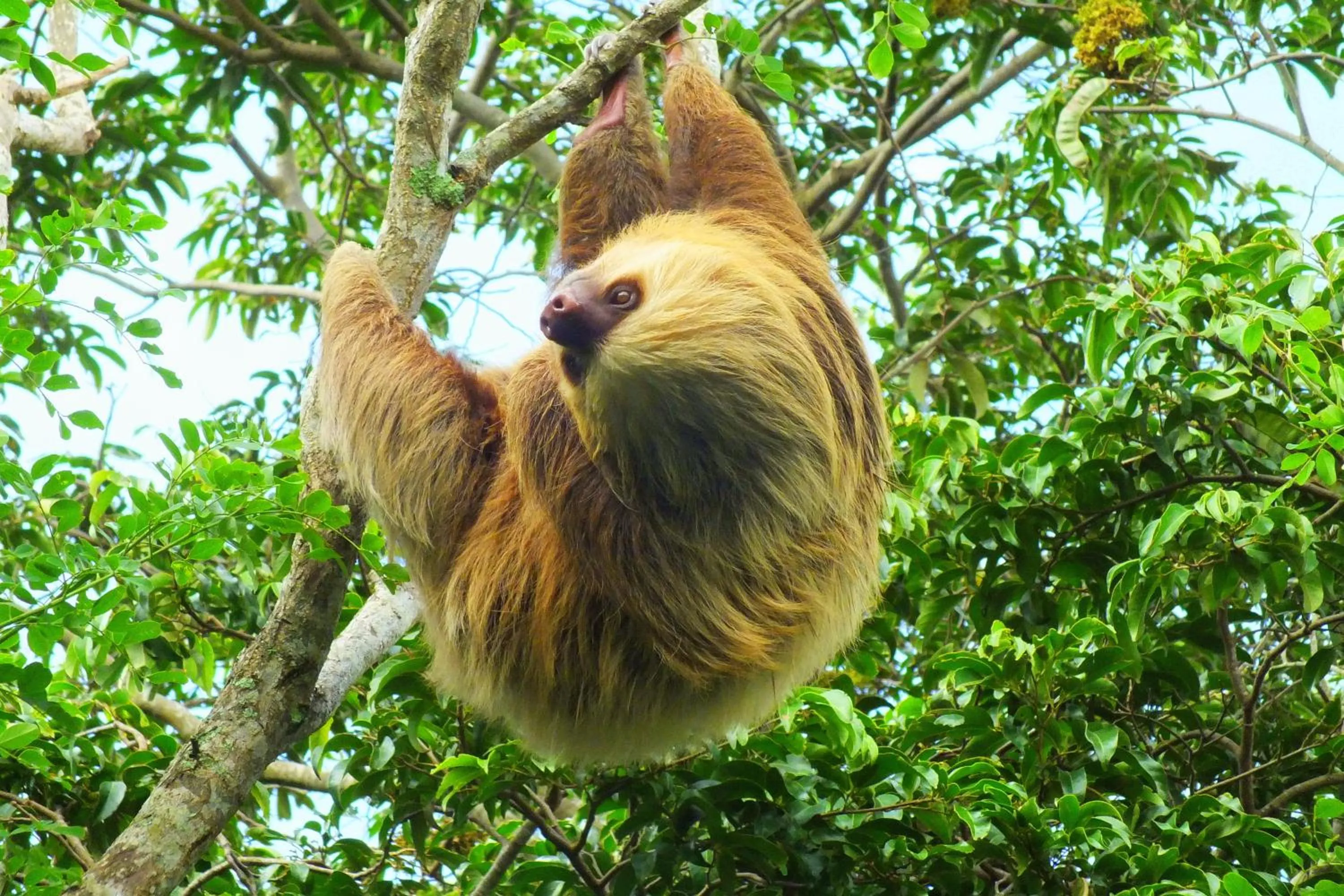 View (from property/room) in Cabañas La Pradera