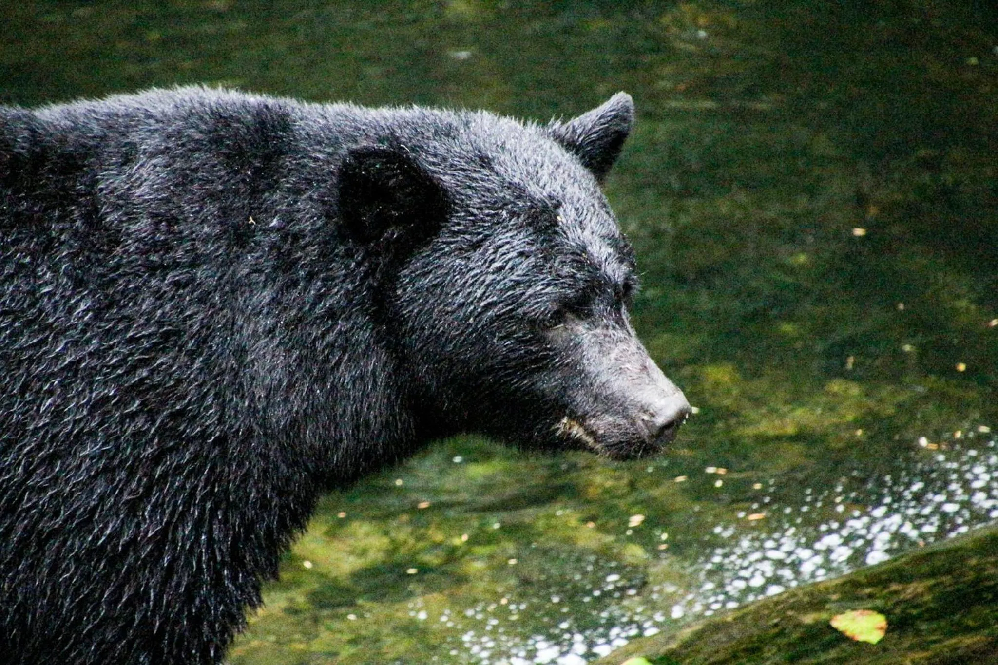 Animals in Liahona Guest House