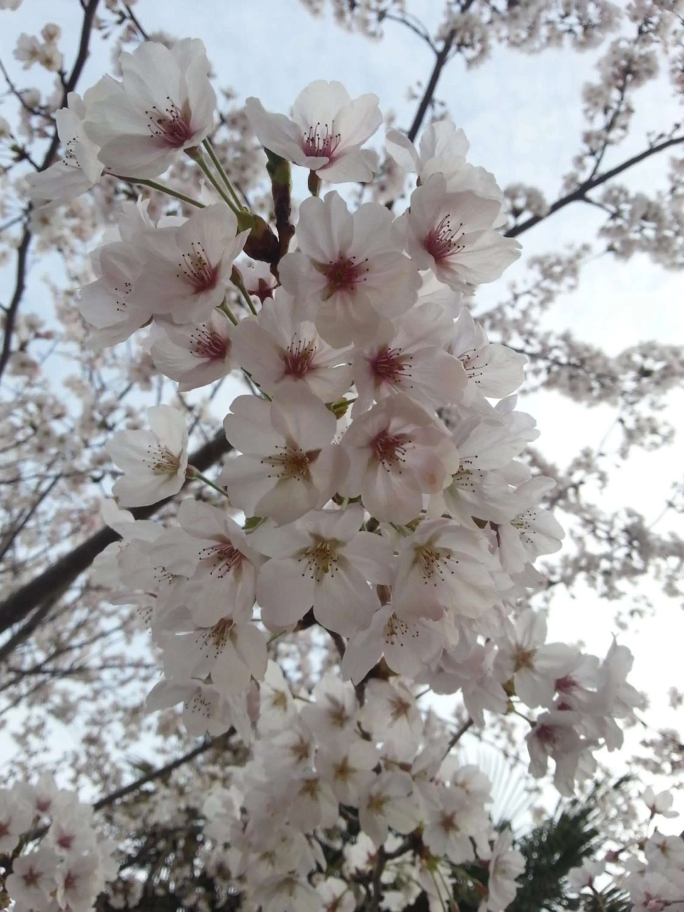 Spring in Namhae Neuhaus