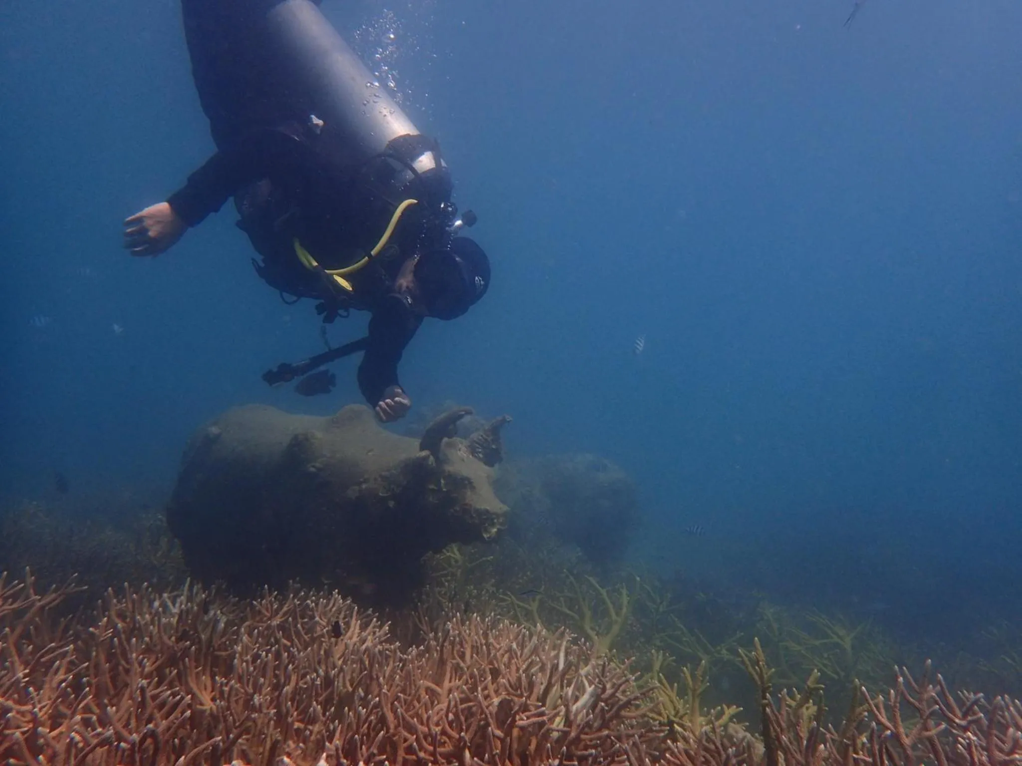 Diving in The Mermaid House