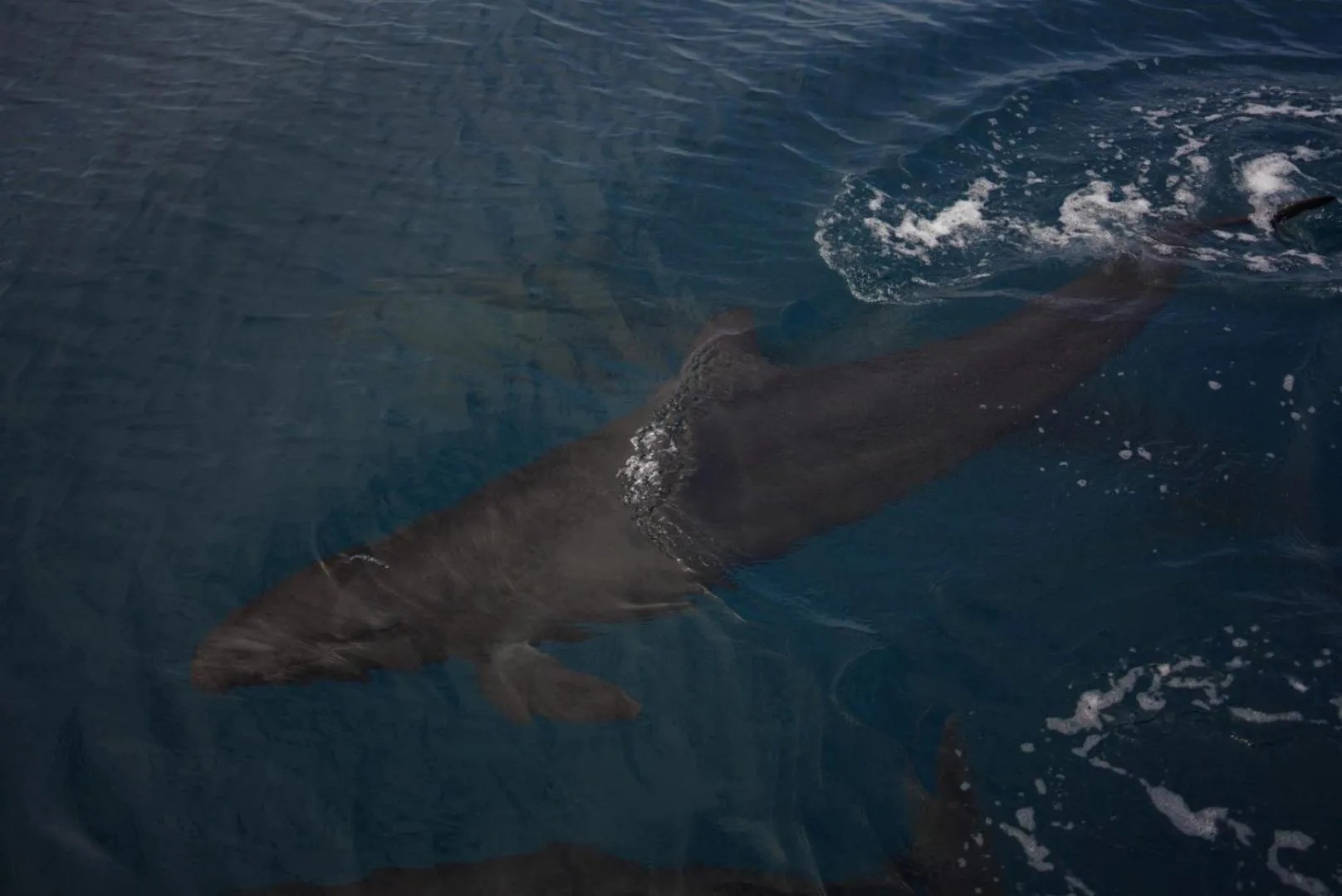 Diving in The Mermaid House