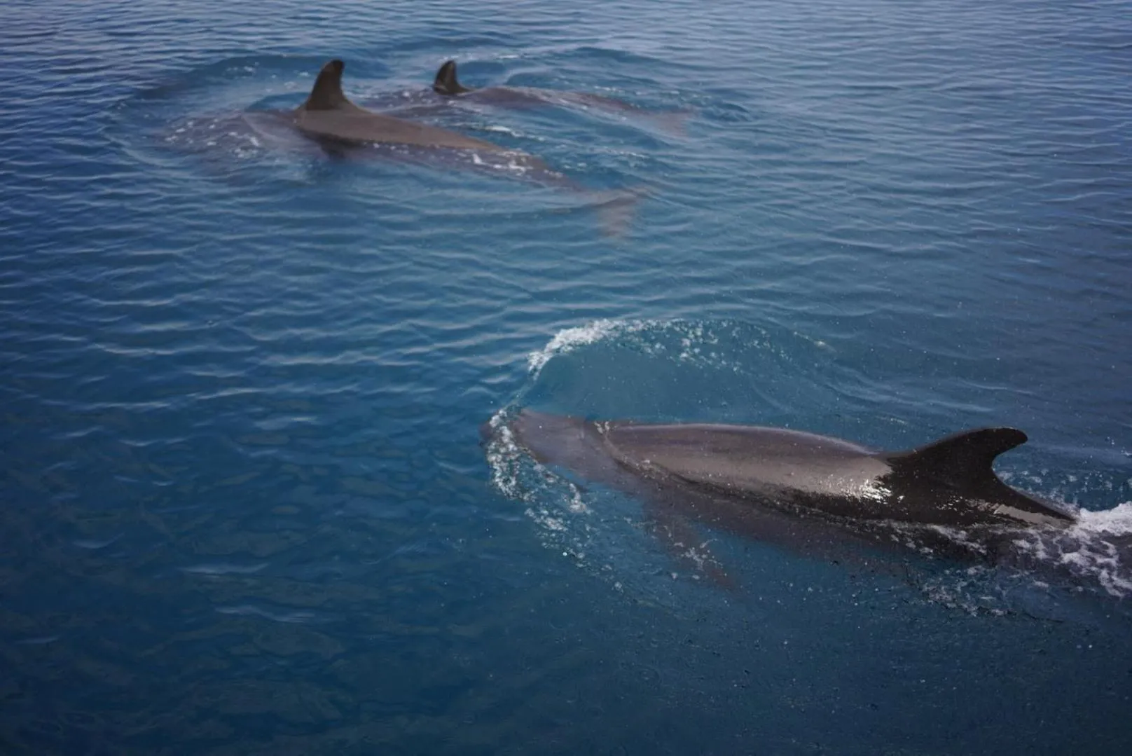 Diving in The Mermaid House