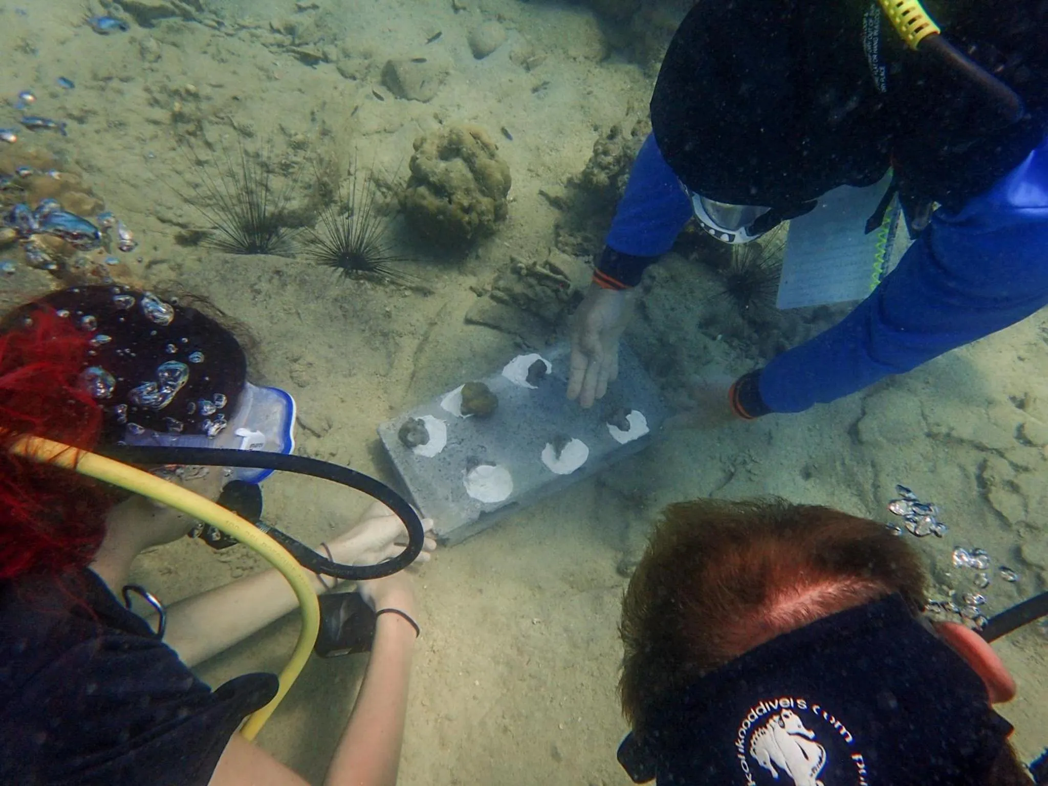 Diving in The Mermaid House