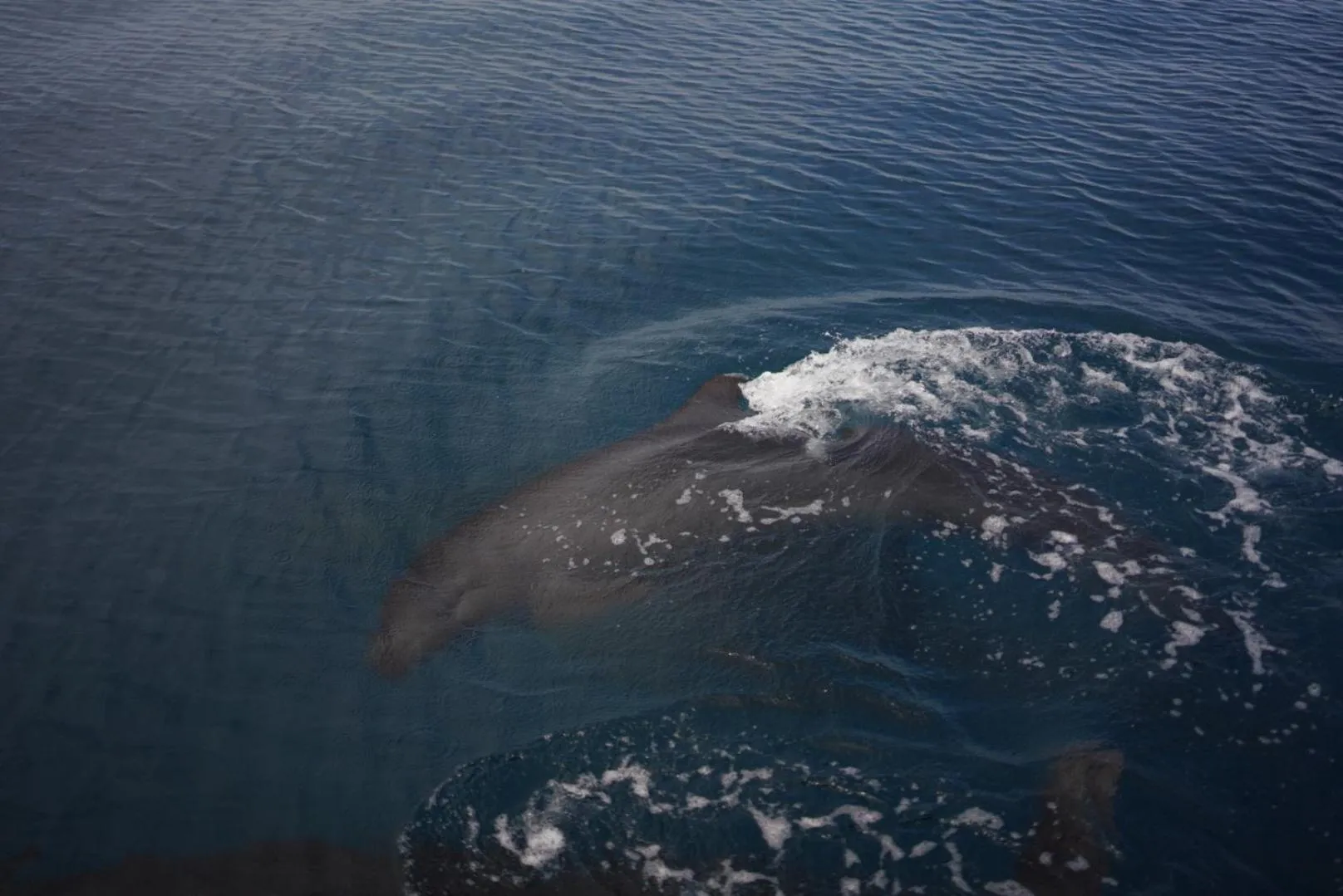 Diving in The Mermaid House