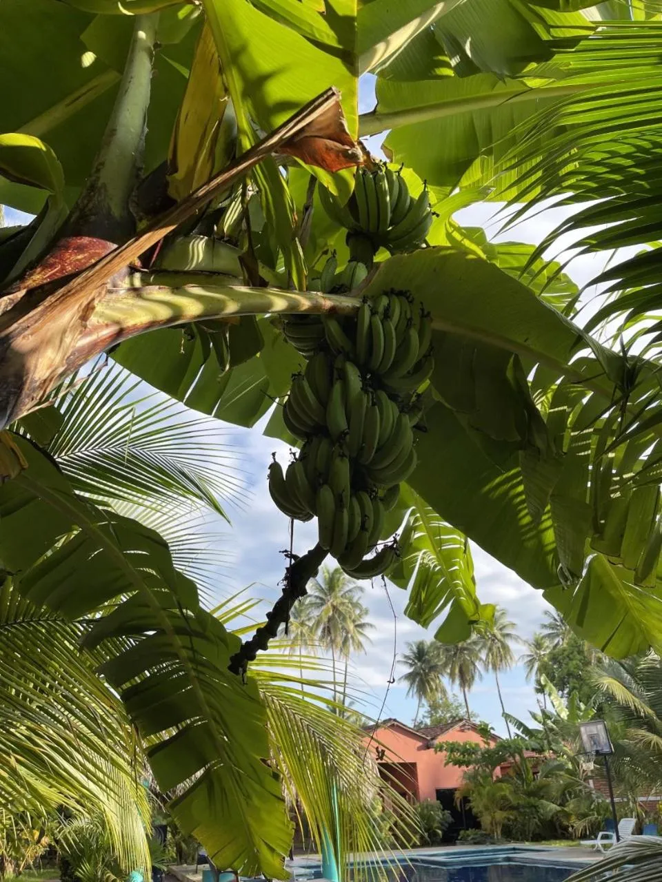 Property building in Sambo Mambo Beach Hotel