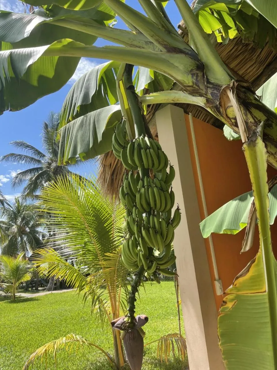 Garden in Sambo Mambo Beach Hotel