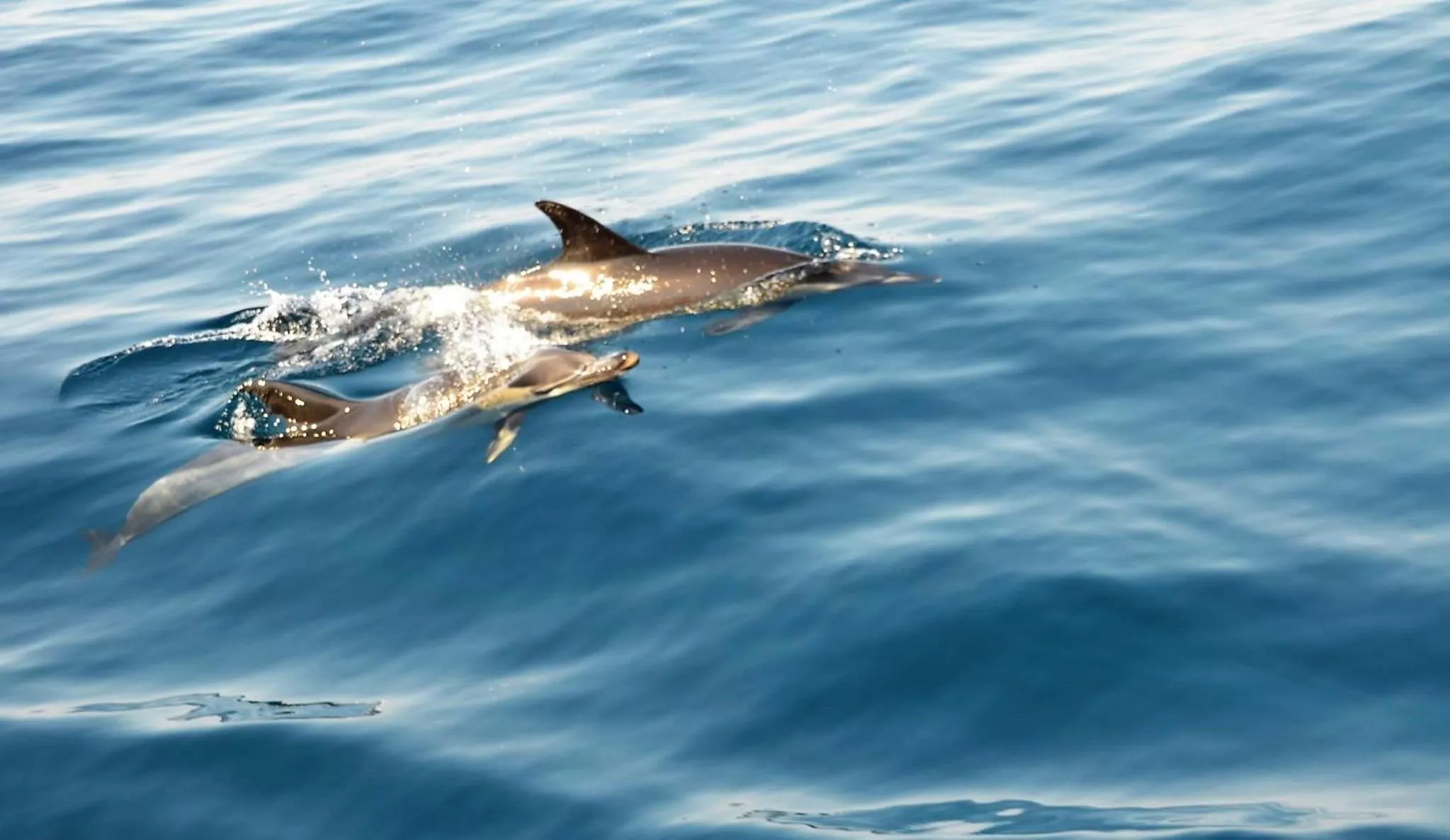 Activities in Apartamentos Borda D´Agua