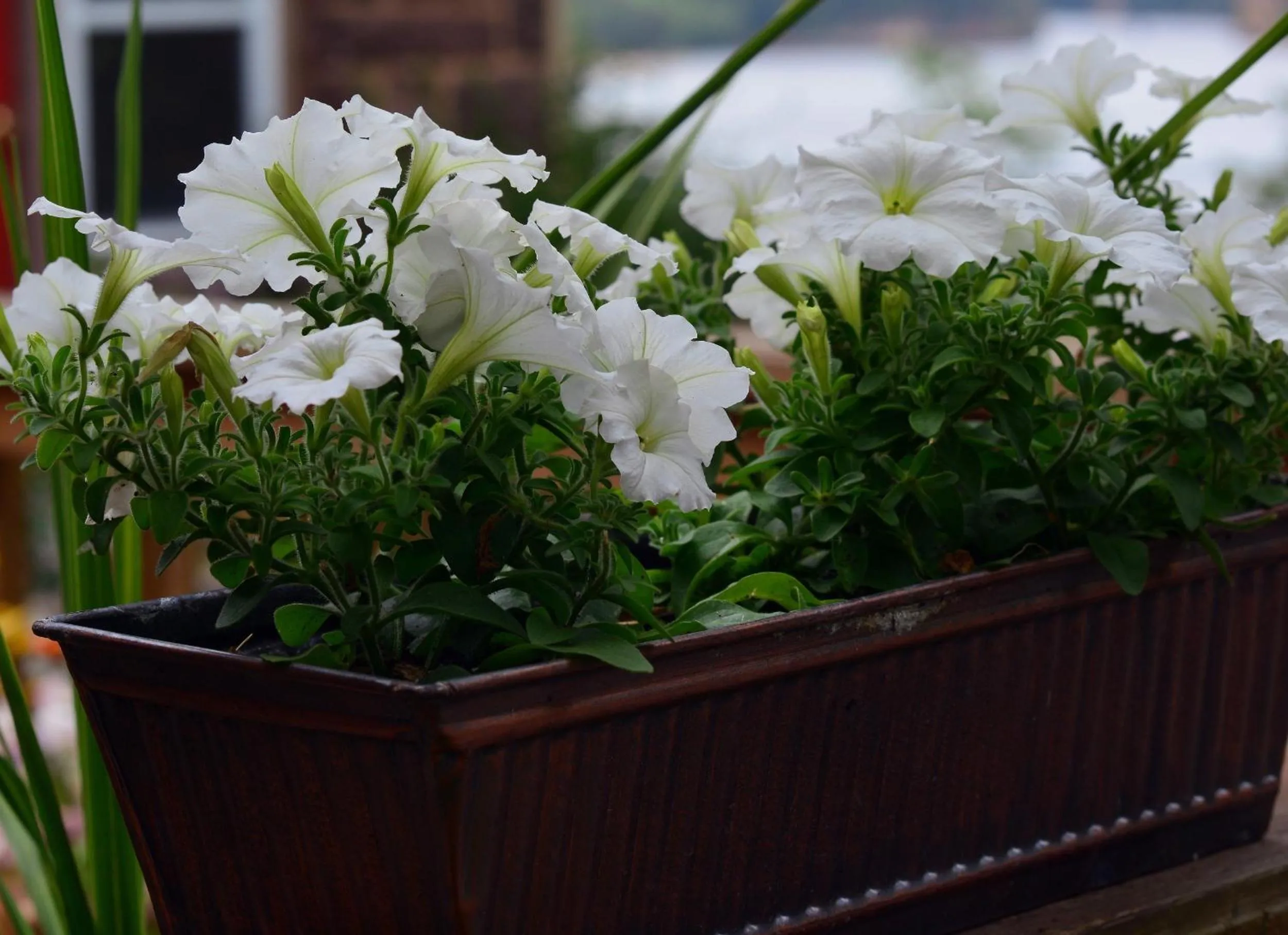 Decorative detail in White Rose Inns & Motel