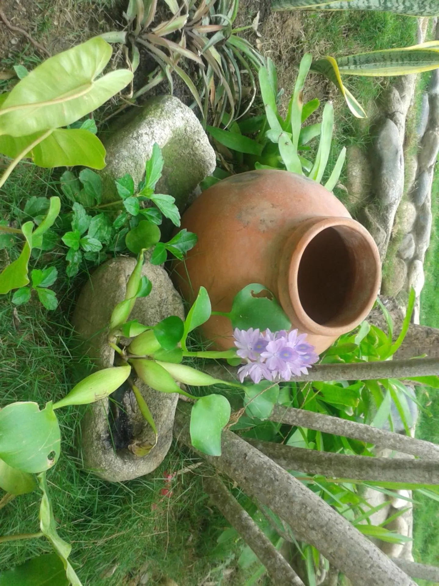 Garden in Posada Villa Margarita
