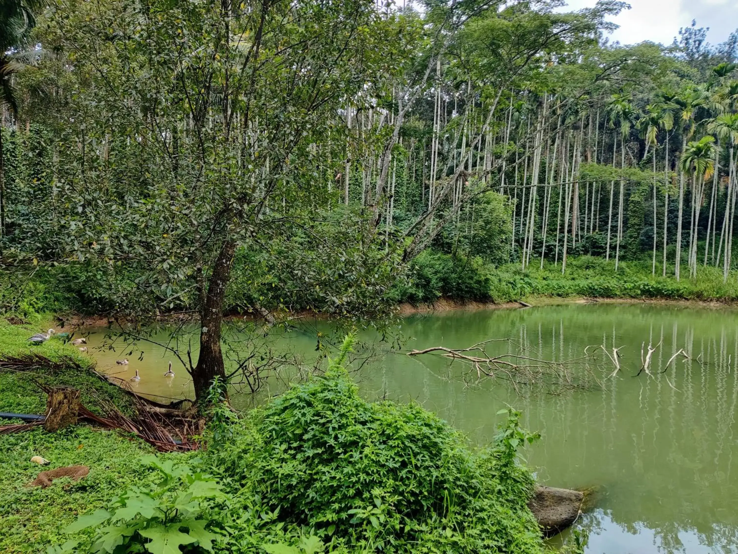 Lake view in Avadale Coorg - Stag Groups Not Allowed Lake view in Avadale Coorg - Stag Groups Not Allowed