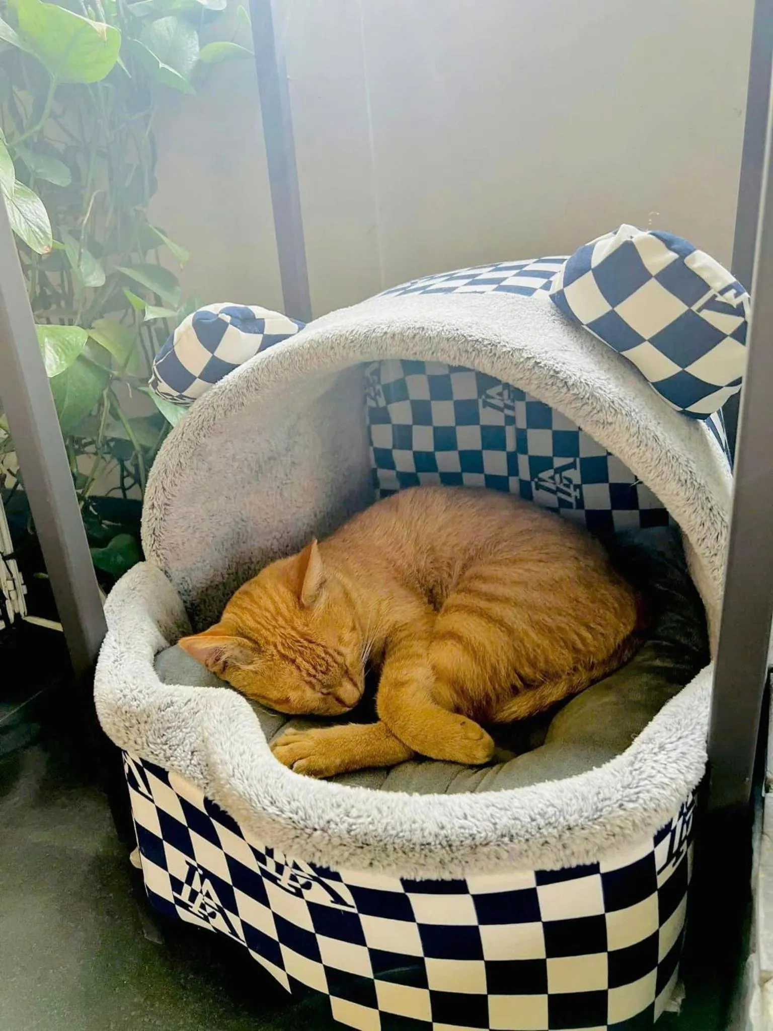 Property building in Sapa Pine Hill Eco Lodge