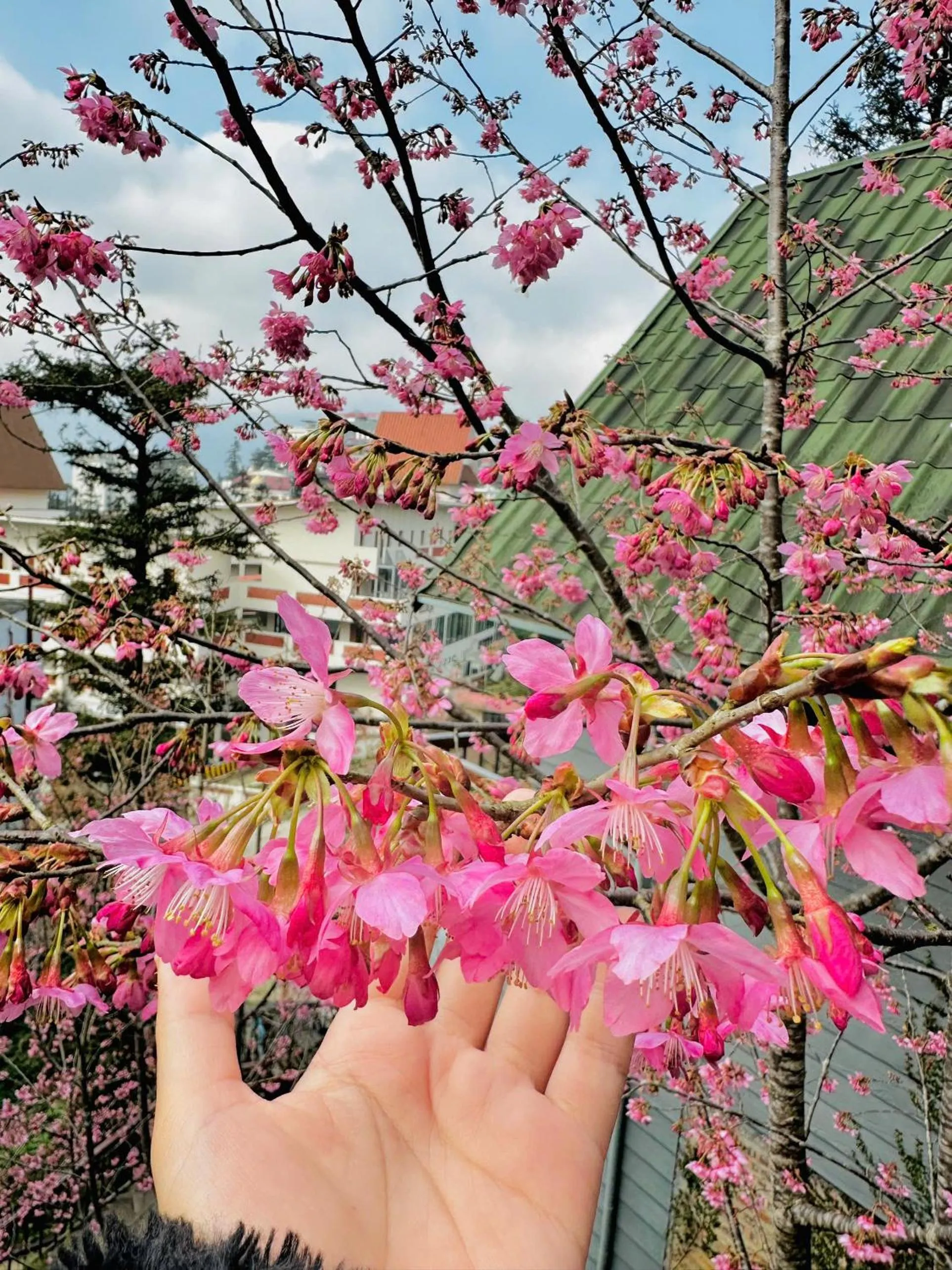 Property building in Sapa Pine Hill Eco Lodge