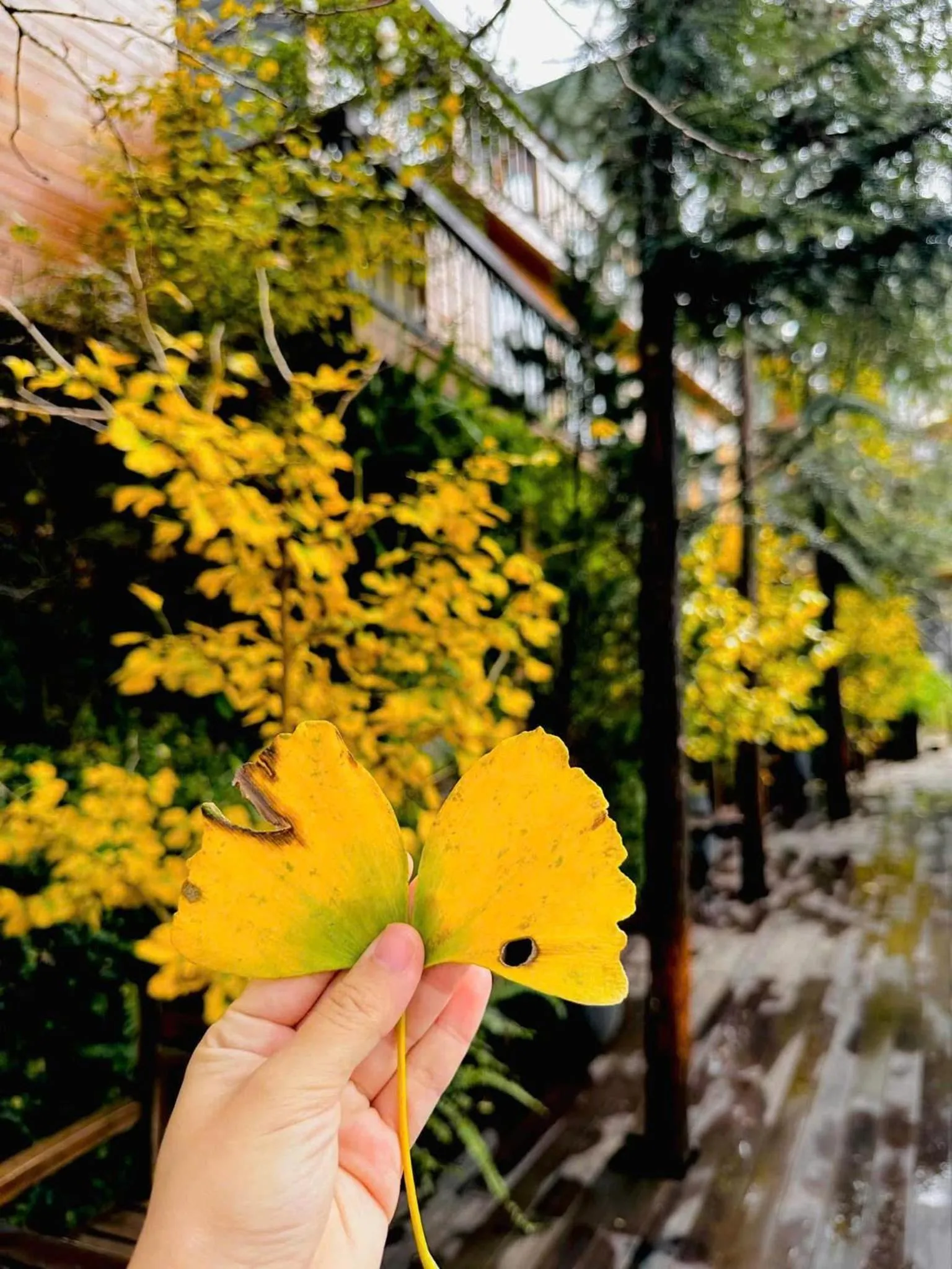 Restaurant/places to eat in Sapa Pine Hill Eco Lodge