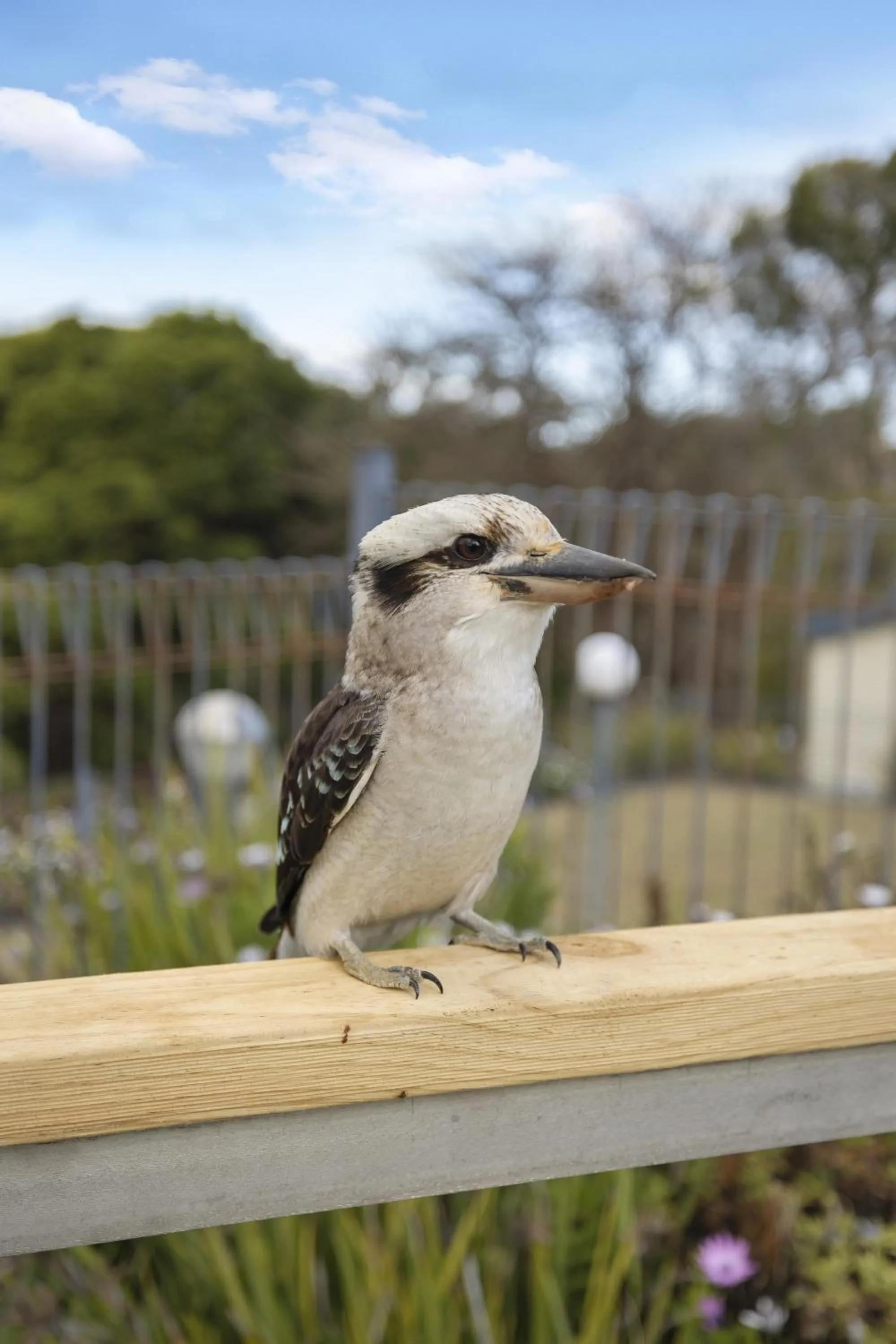 Animals in Metung Holiday Villas