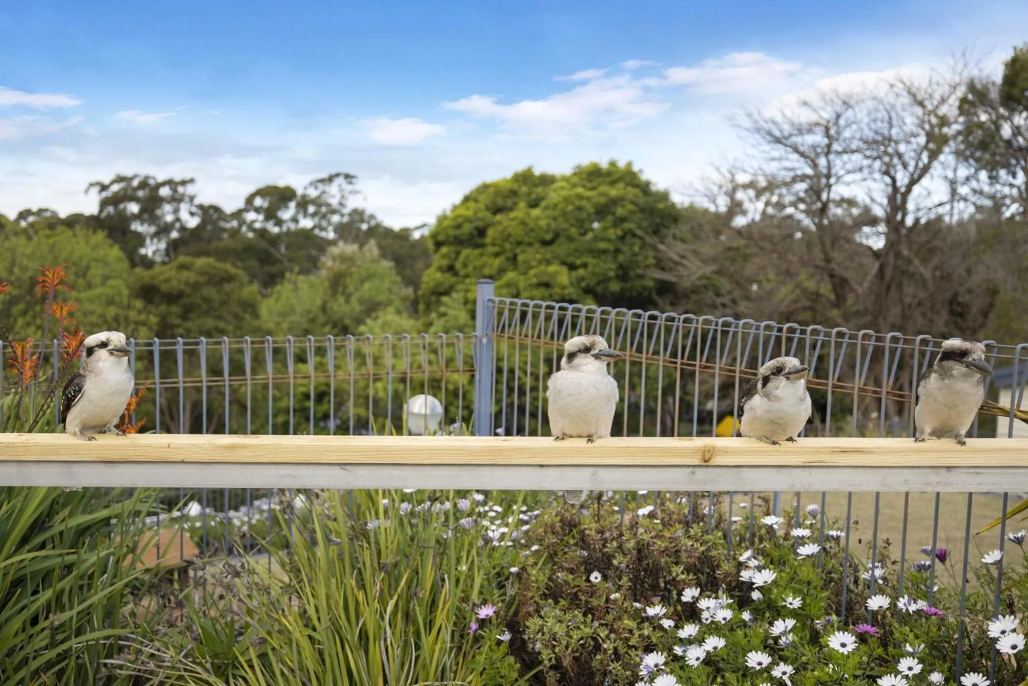 Animals in Metung Holiday Villas