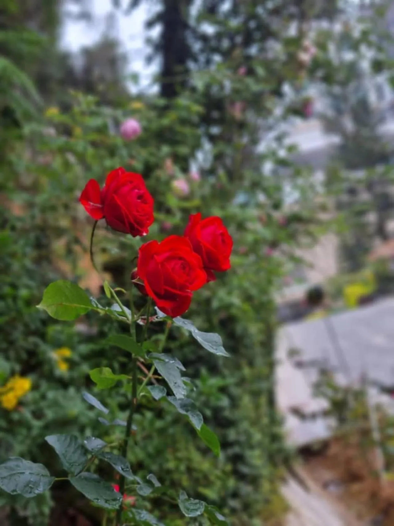 Garden in Highlanders Garden Guesthouse at Arundina Cameron Highlands