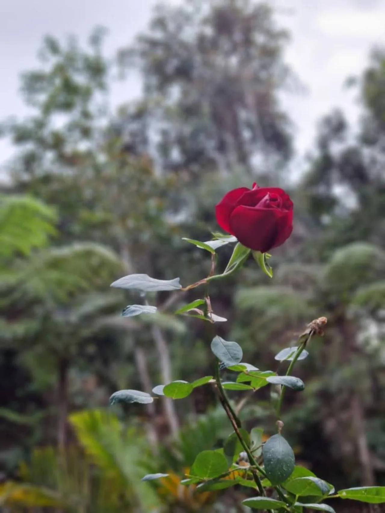 Garden in Highlanders Garden Guesthouse at Arundina Cameron Highlands