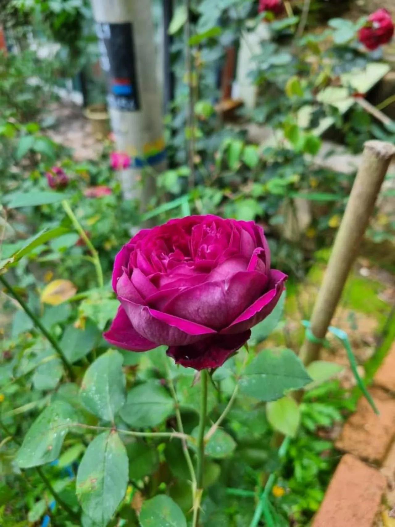 Garden in Highlanders Garden Guesthouse at Arundina Cameron Highlands