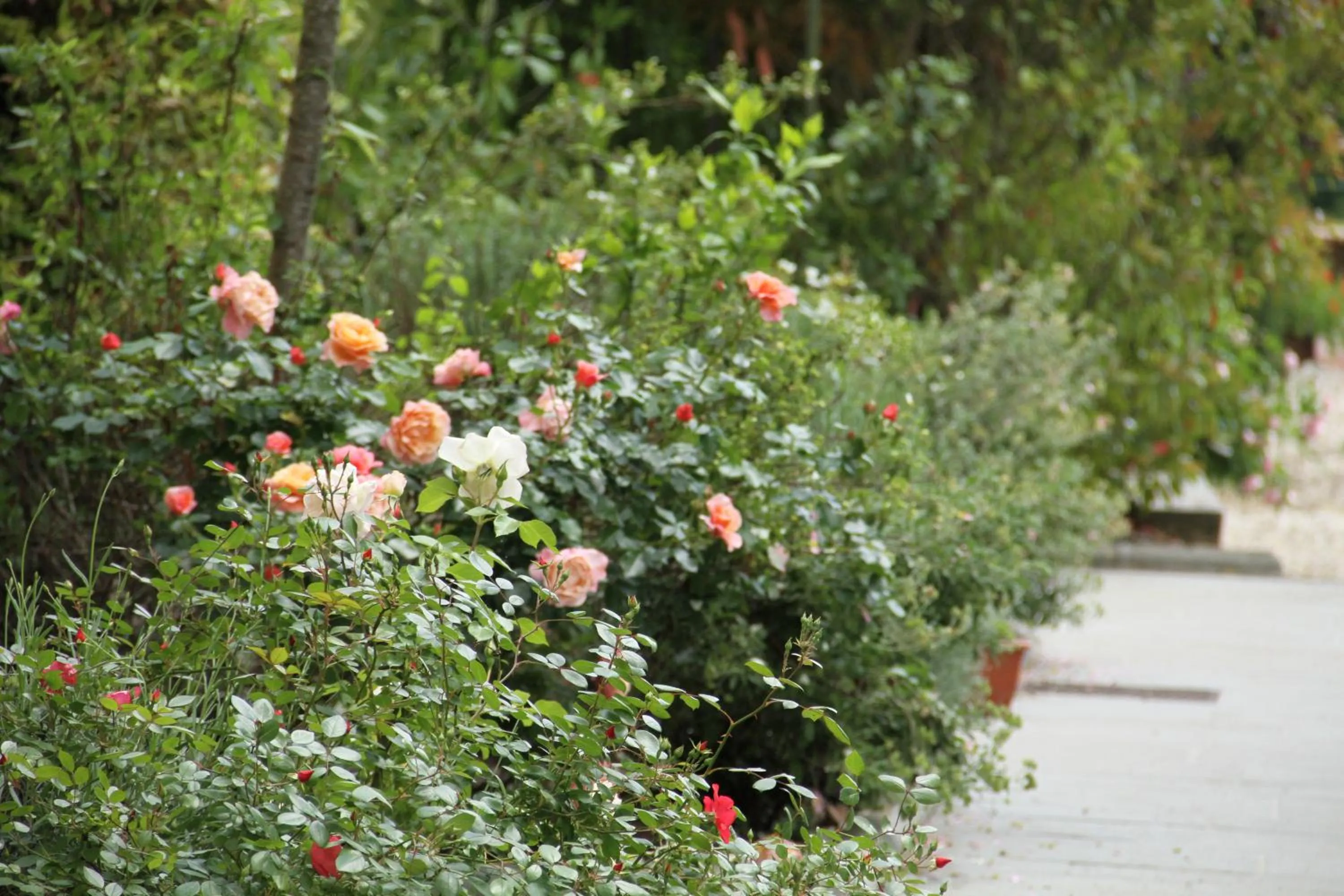 Garden in Villa Rigacci