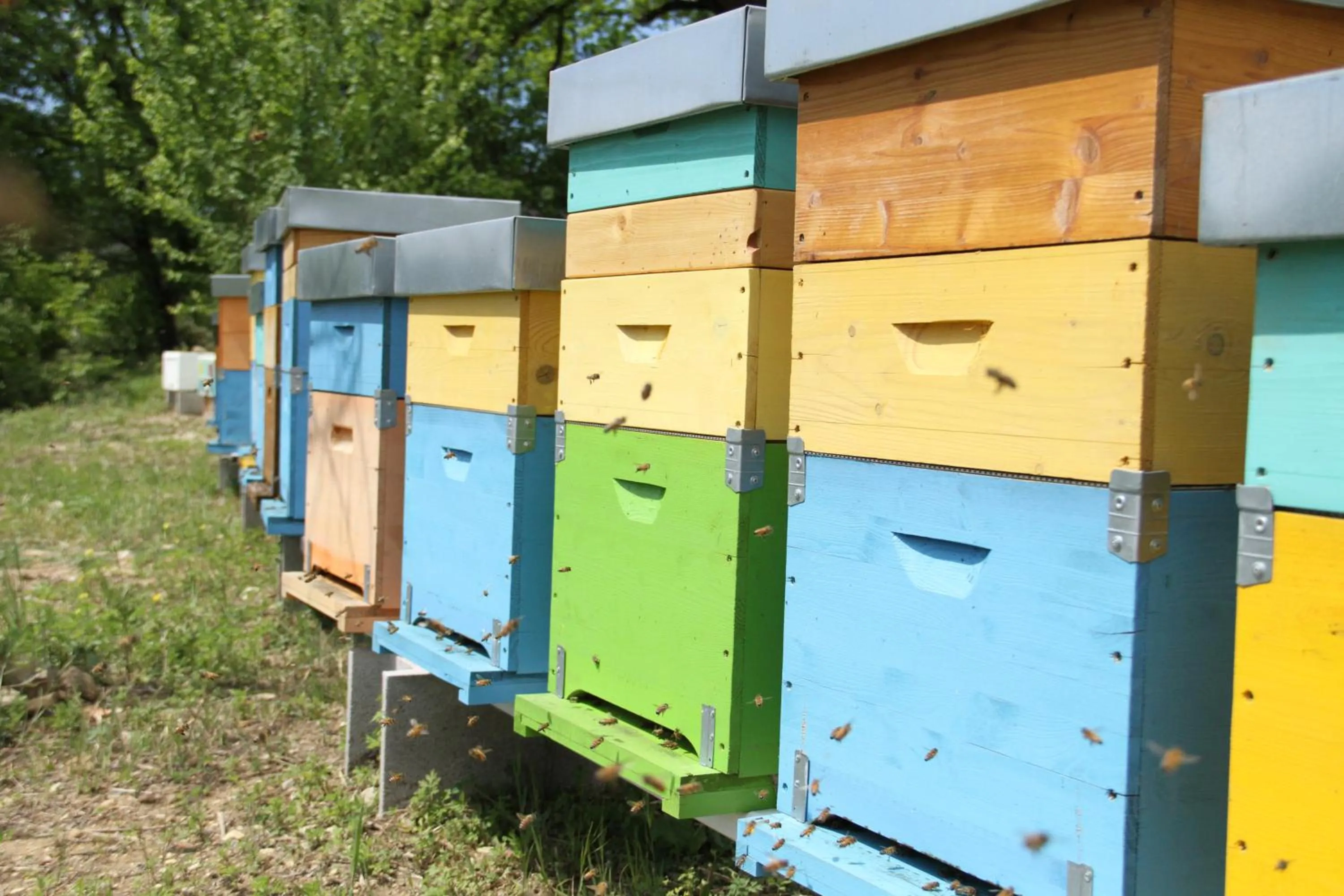 Animals in Villa Rigacci