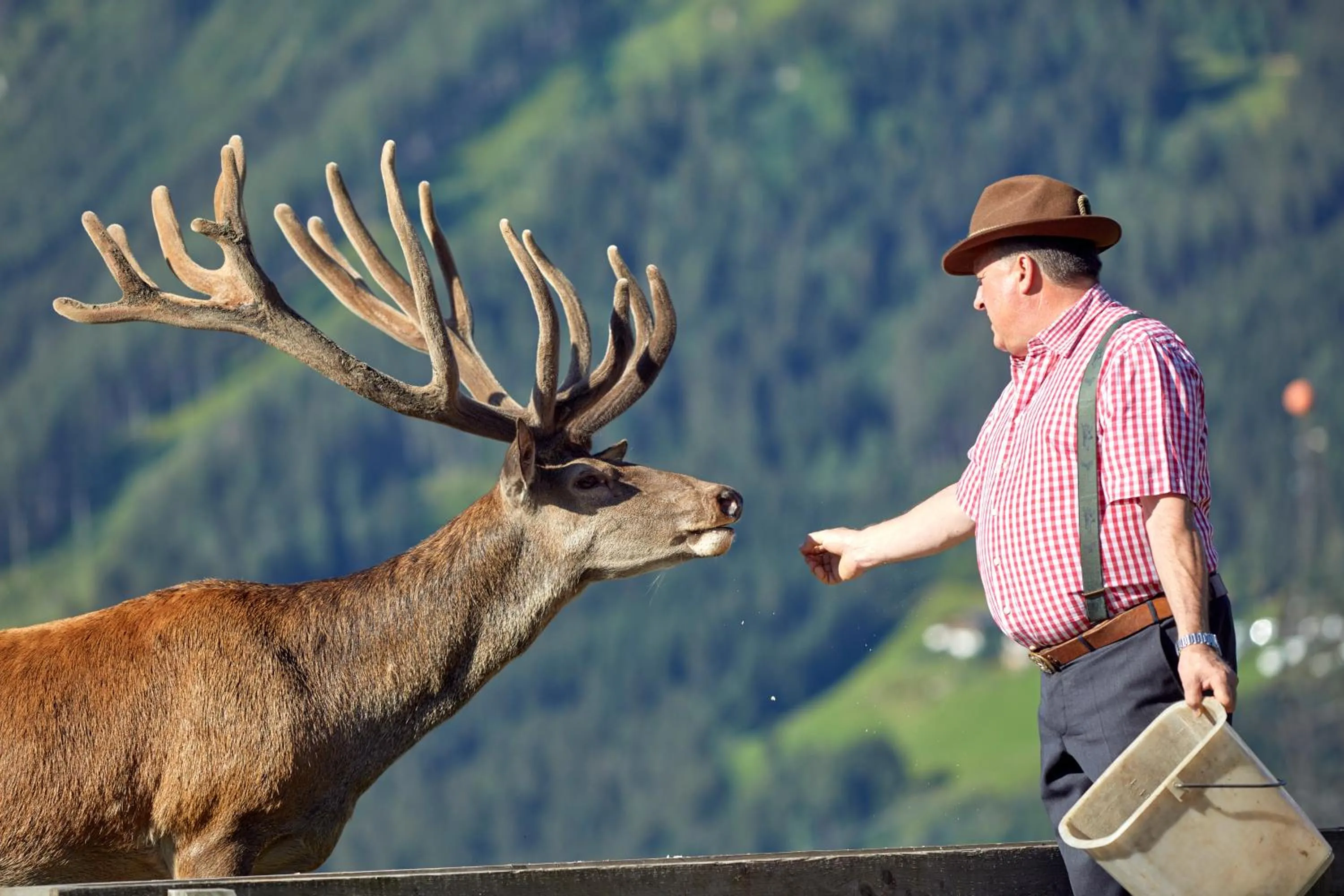 Animals in Hotel Gasthof Abelhof