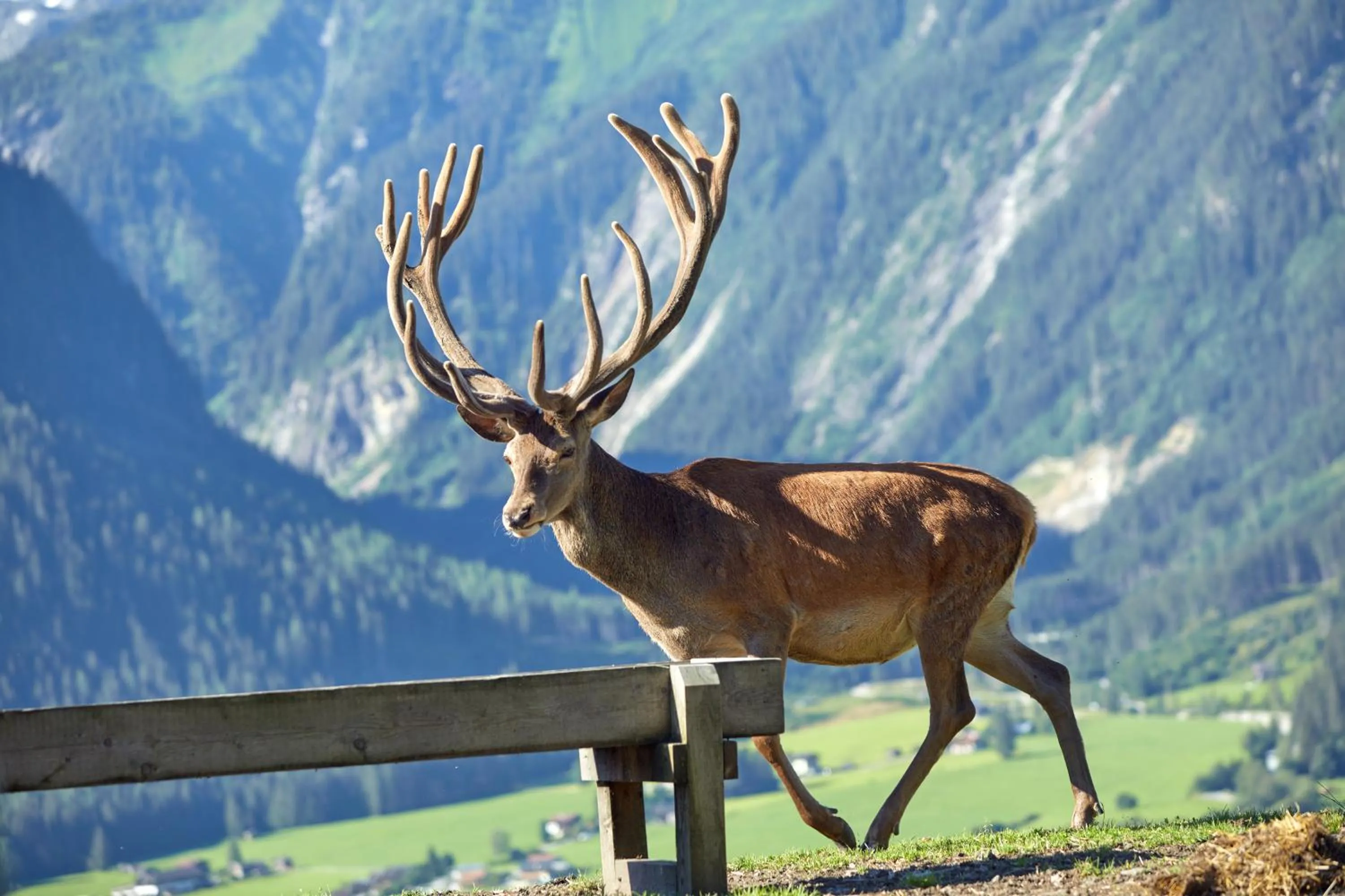 Animals in Hotel Gasthof Abelhof