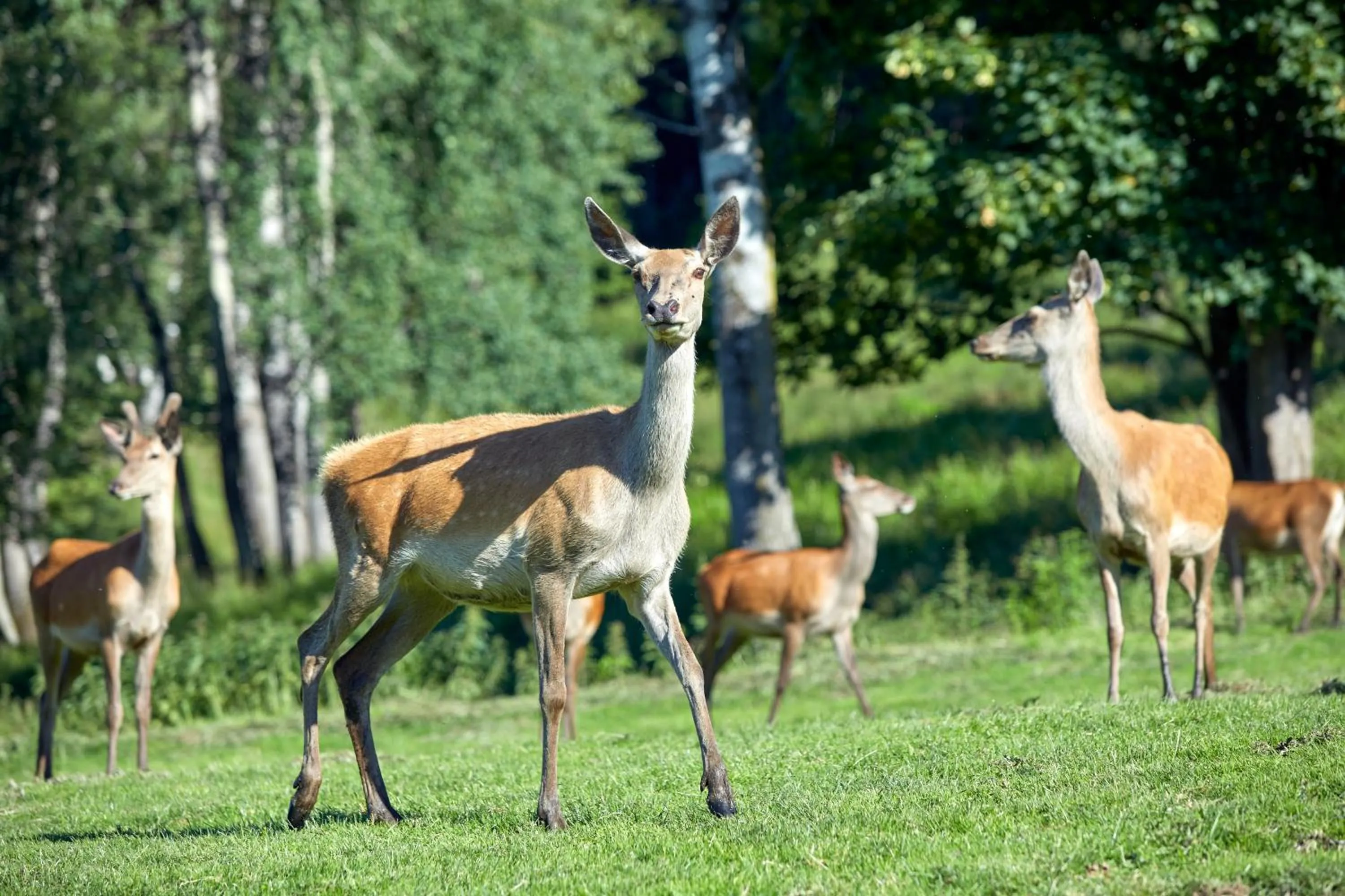 Animals in Hotel Gasthof Abelhof