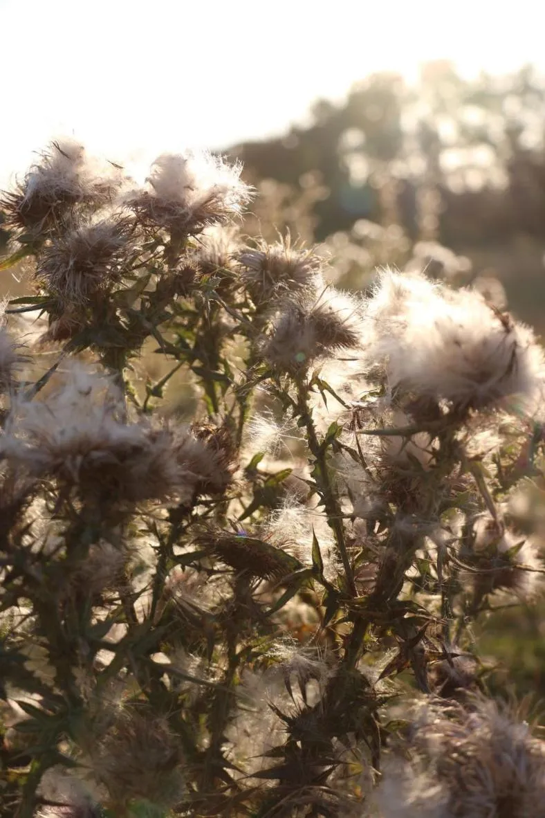 Natural landscape in The Curragh Country House Accommodation