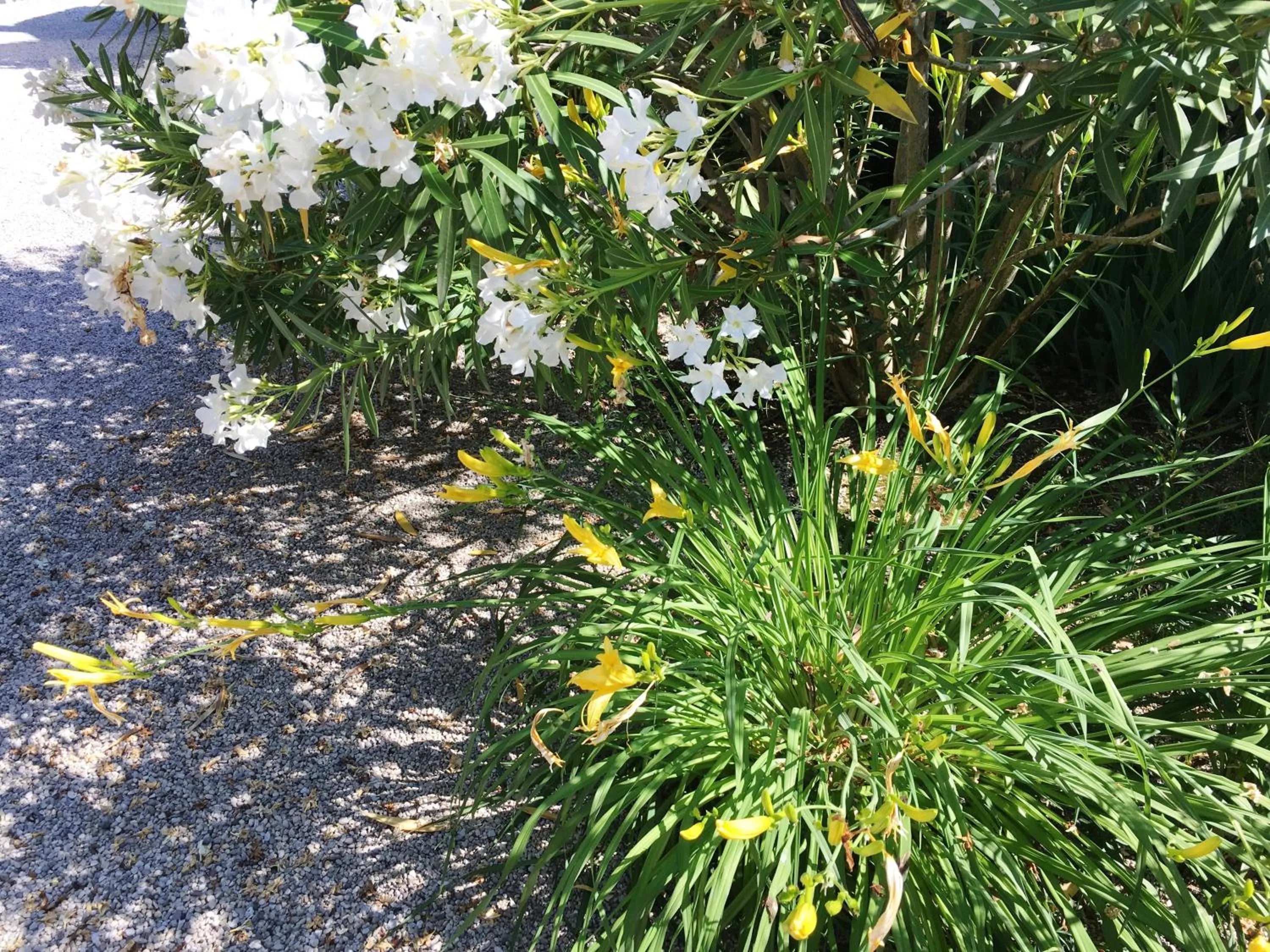Garden in Palazzo Strassoldo bed & breakfast