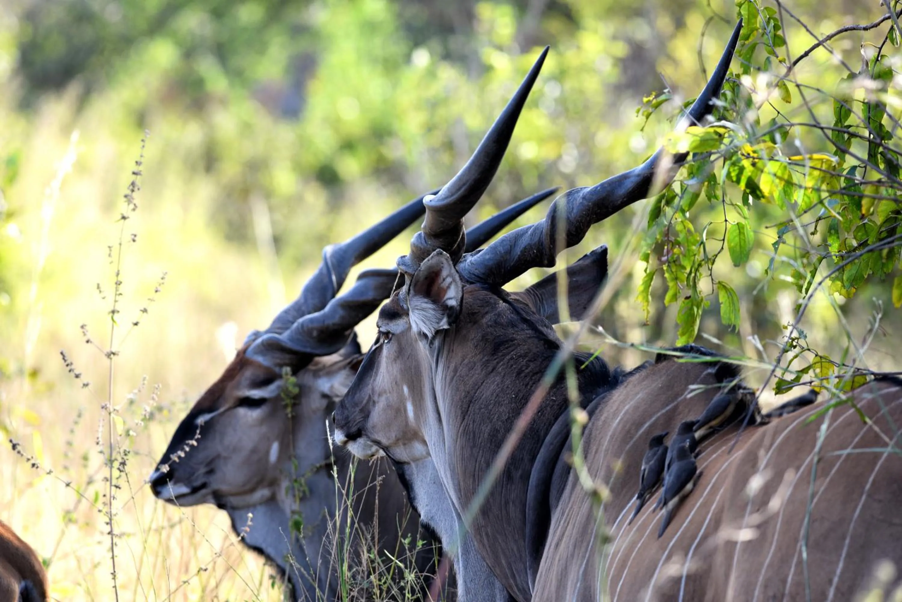 Animals in Fathala Wildlife Reserve