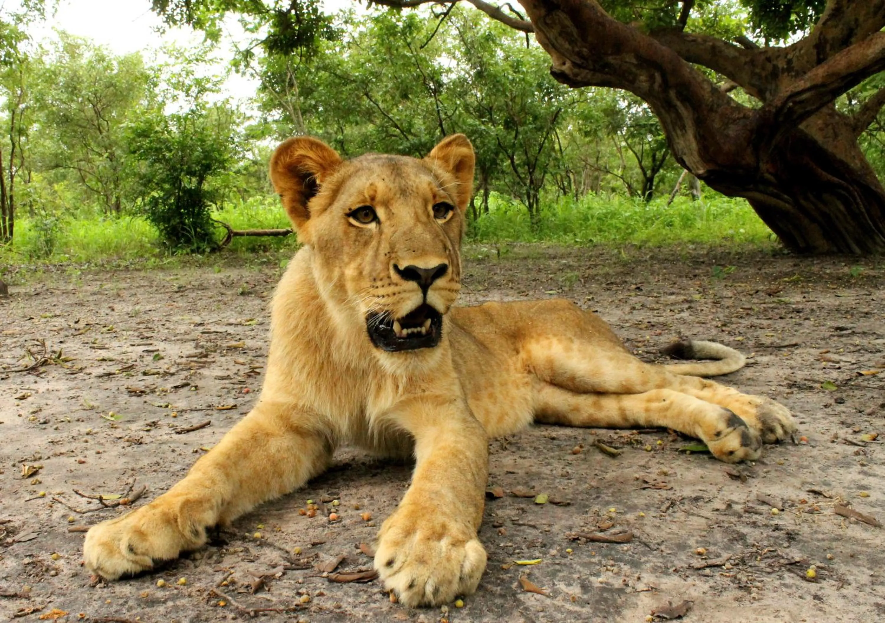 Other in Fathala Wildlife Reserve