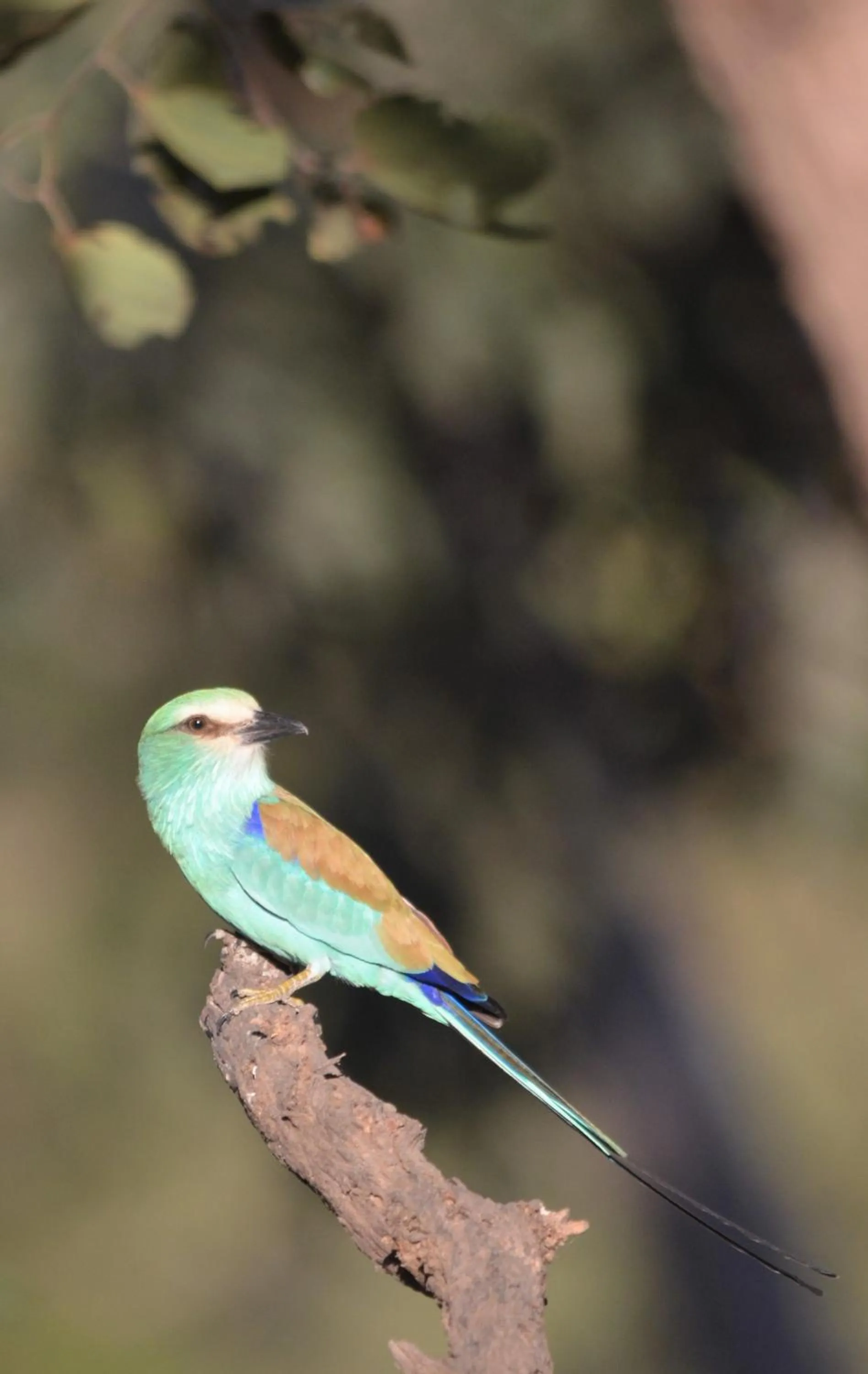 Animals in Fathala Wildlife Reserve