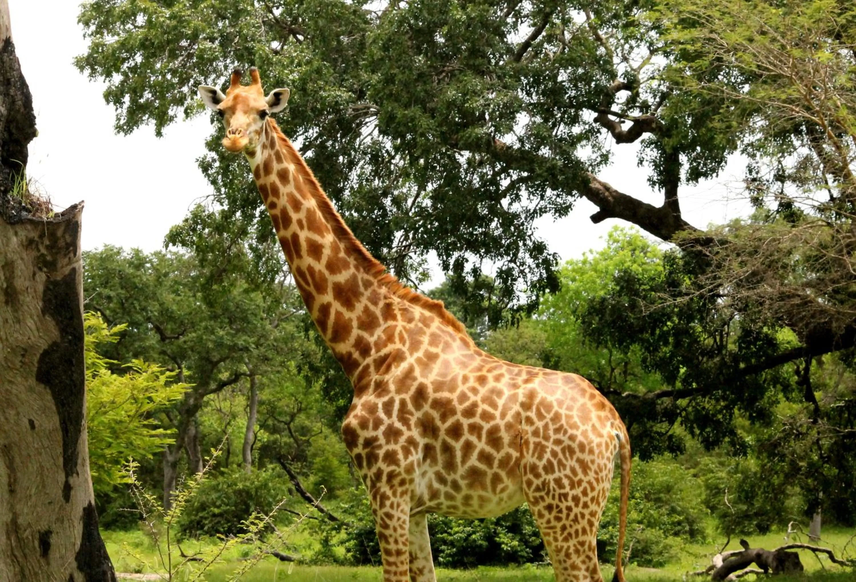 Other in Fathala Wildlife Reserve