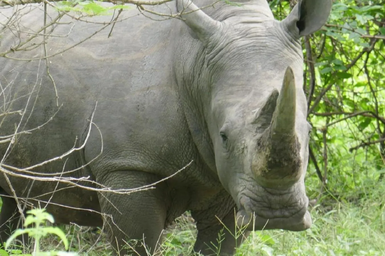 Animals in Fathala Wildlife Reserve