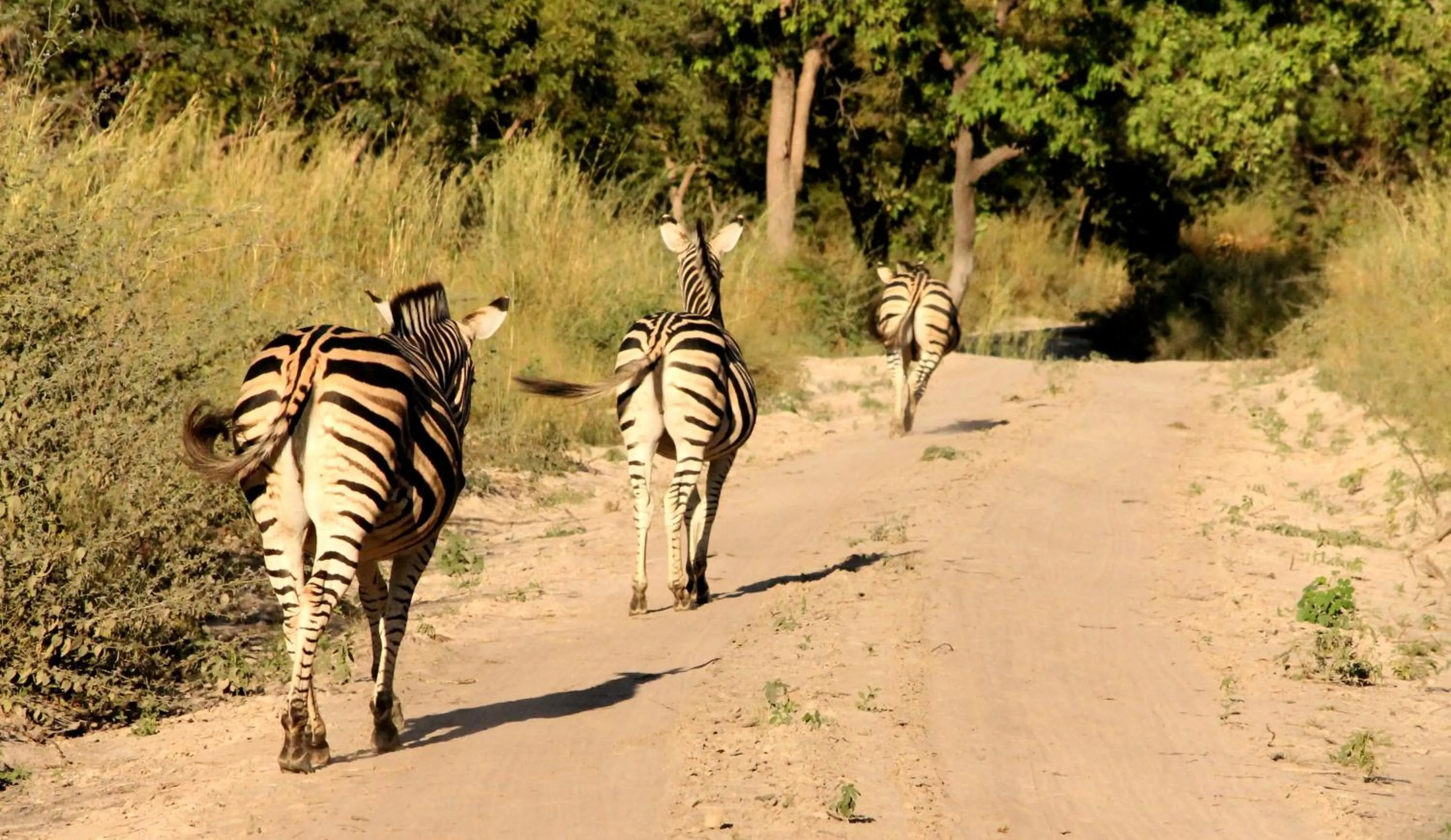 Other in Fathala Wildlife Reserve