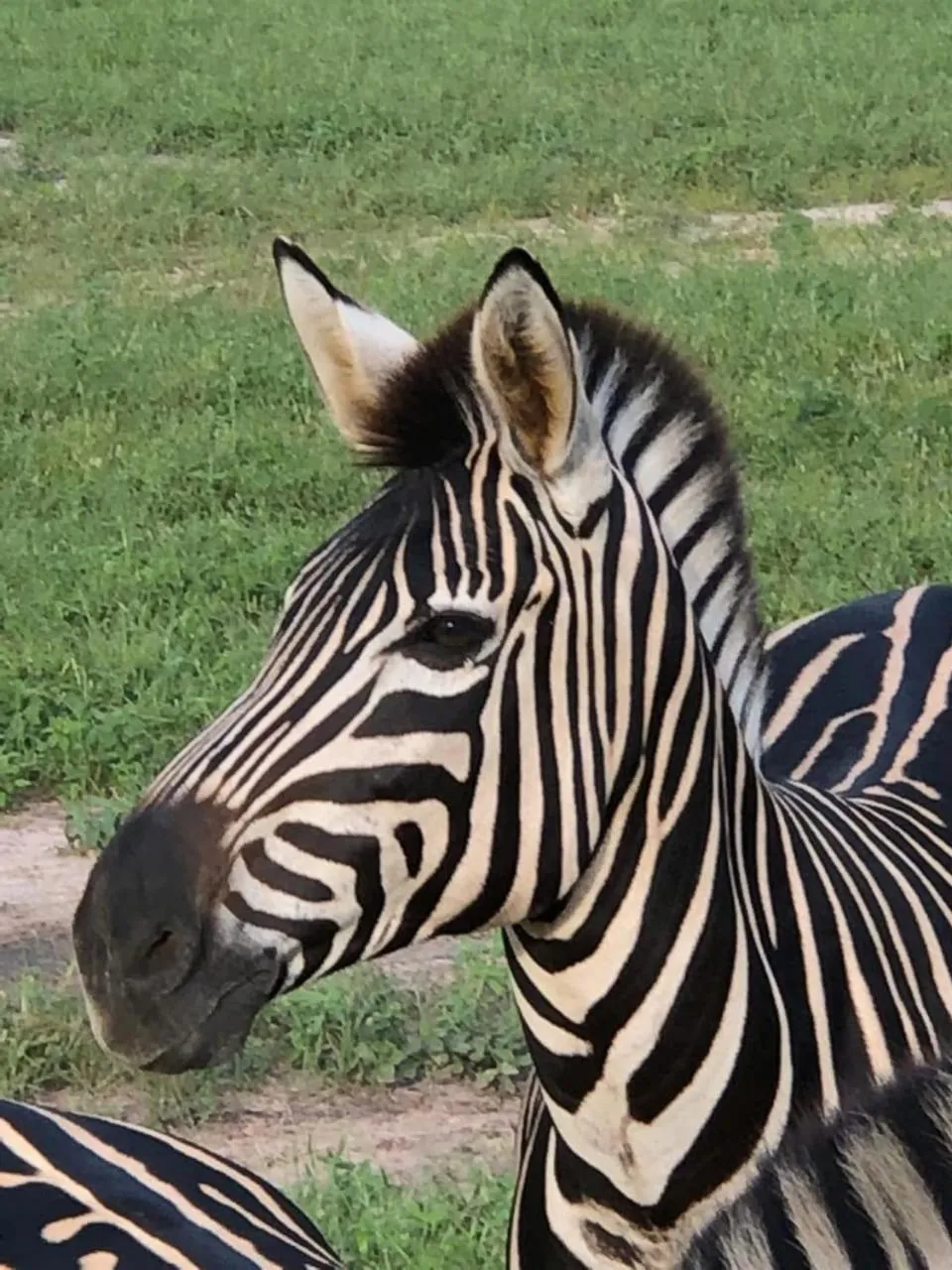 Animals in Fathala Wildlife Reserve