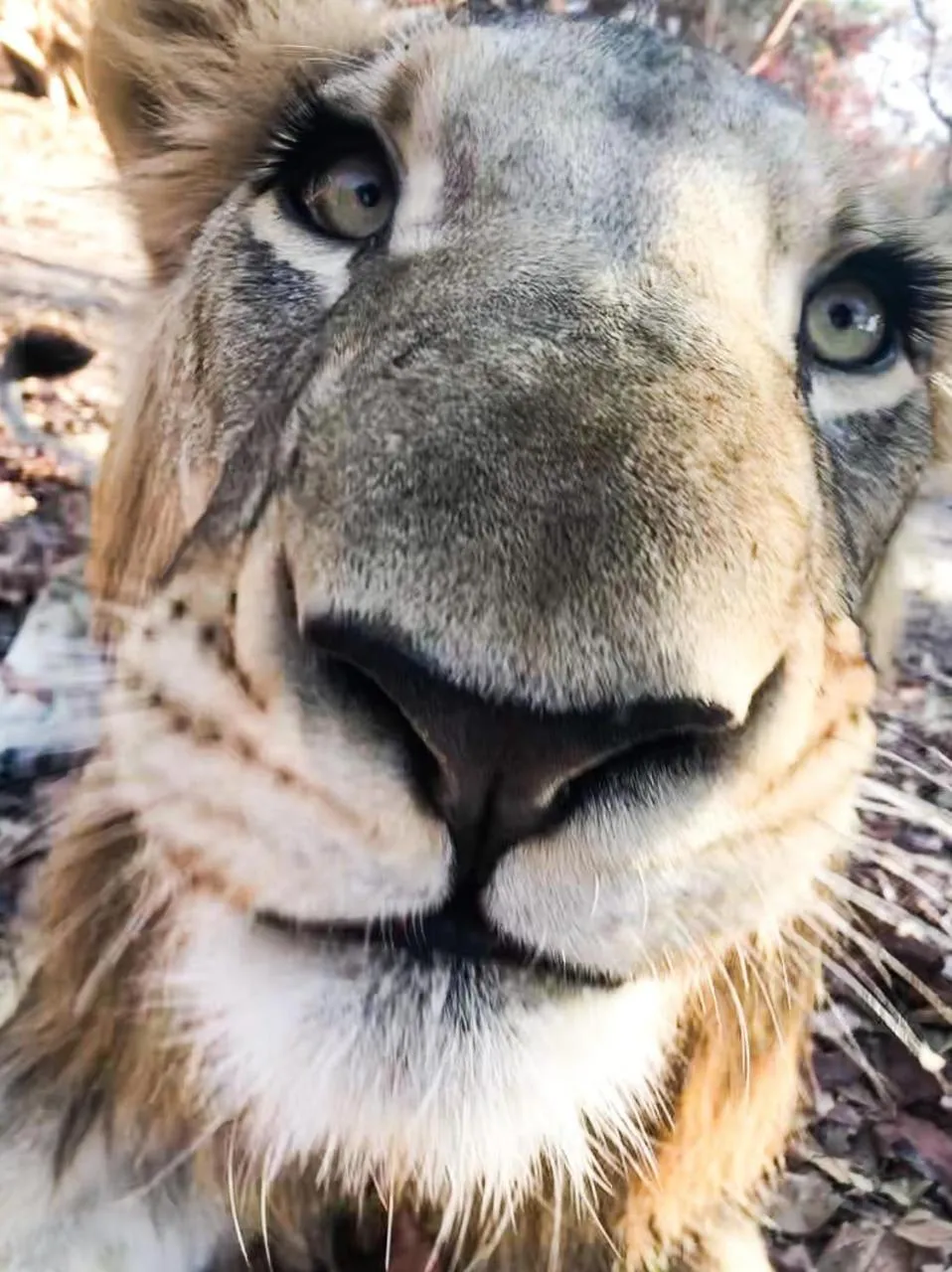 Animals in Fathala Wildlife Reserve