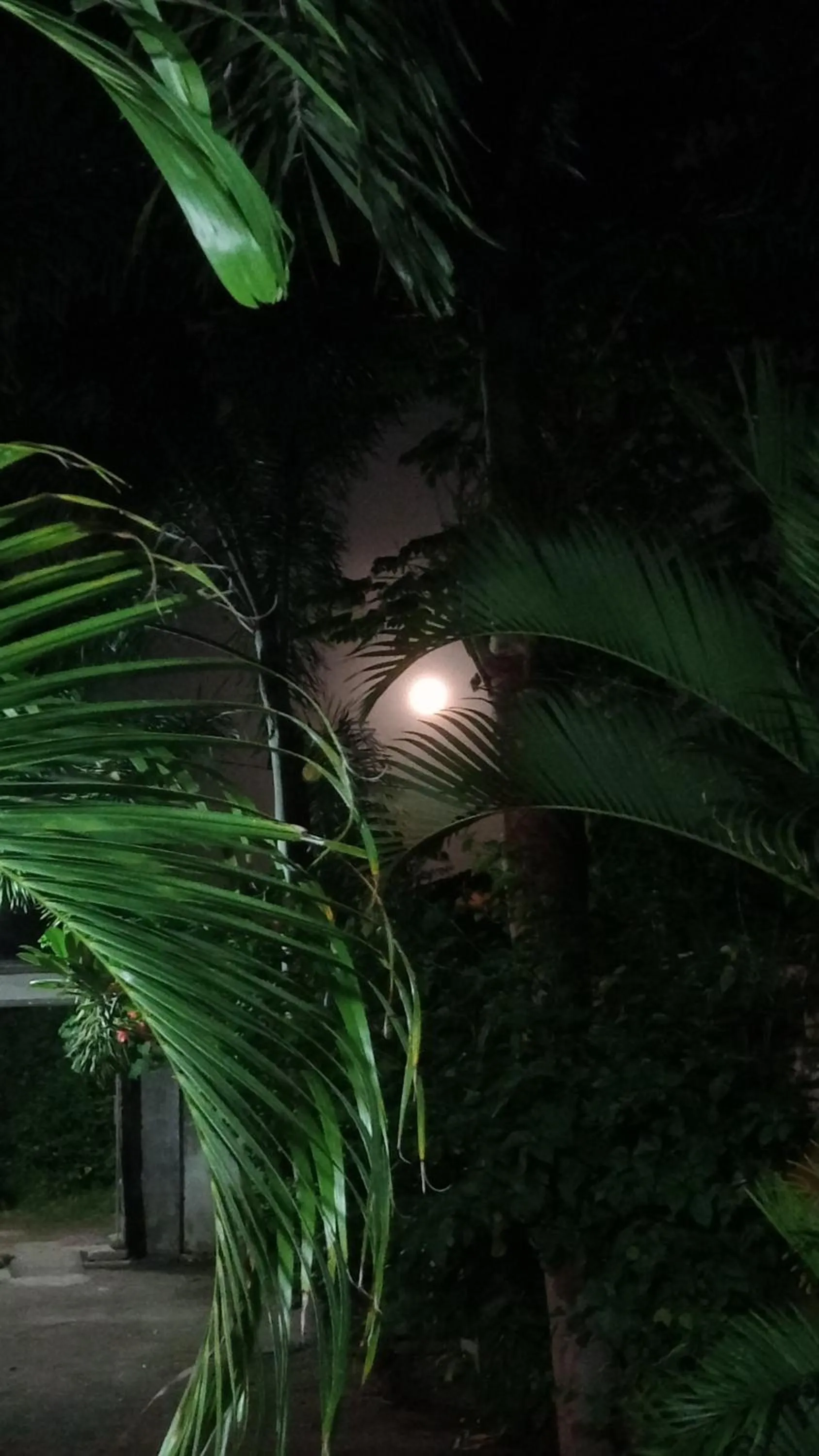 Ani Bungalows