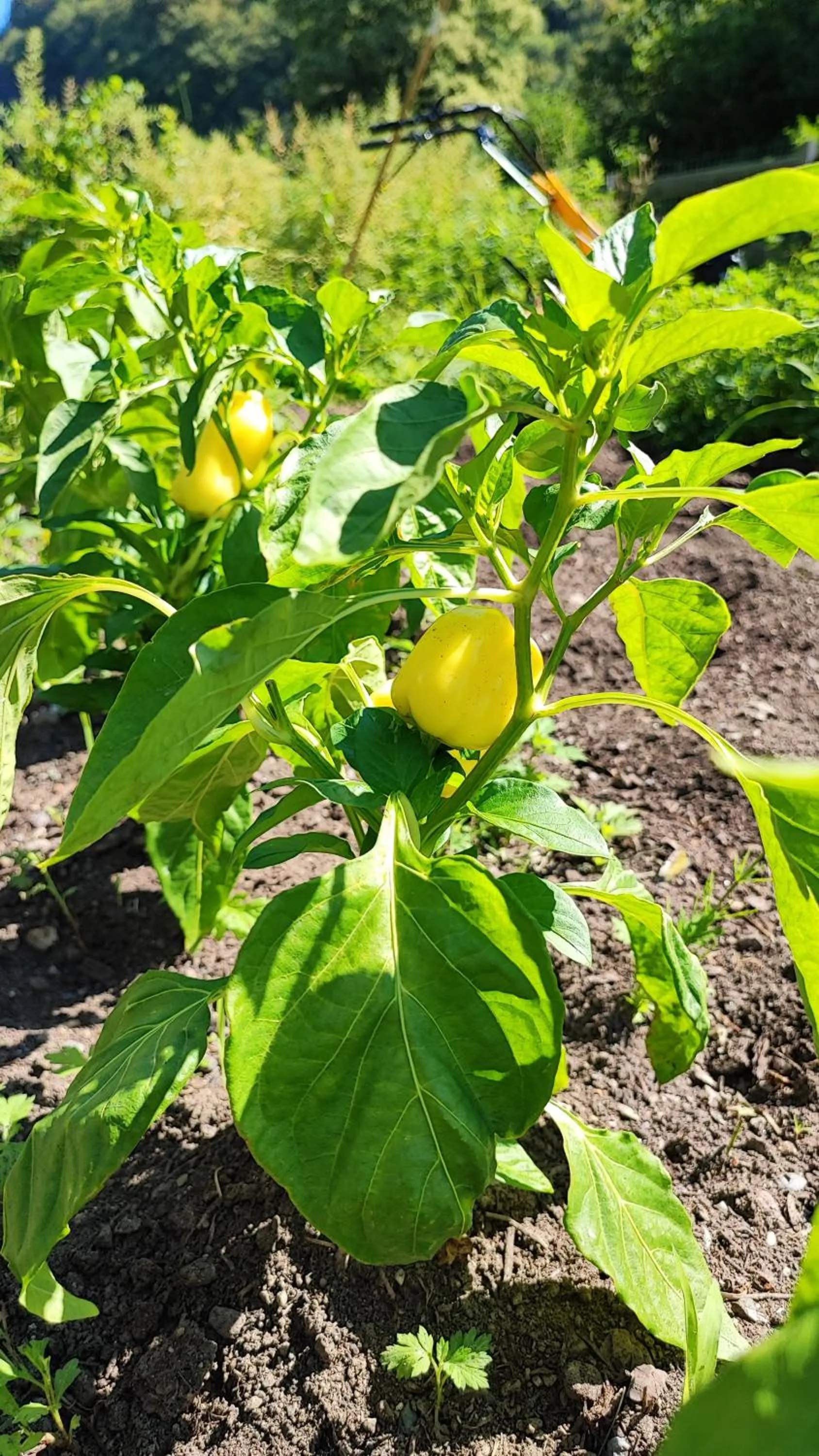 Garden in Relais & Chateaux Hotel Castel Fragsburg