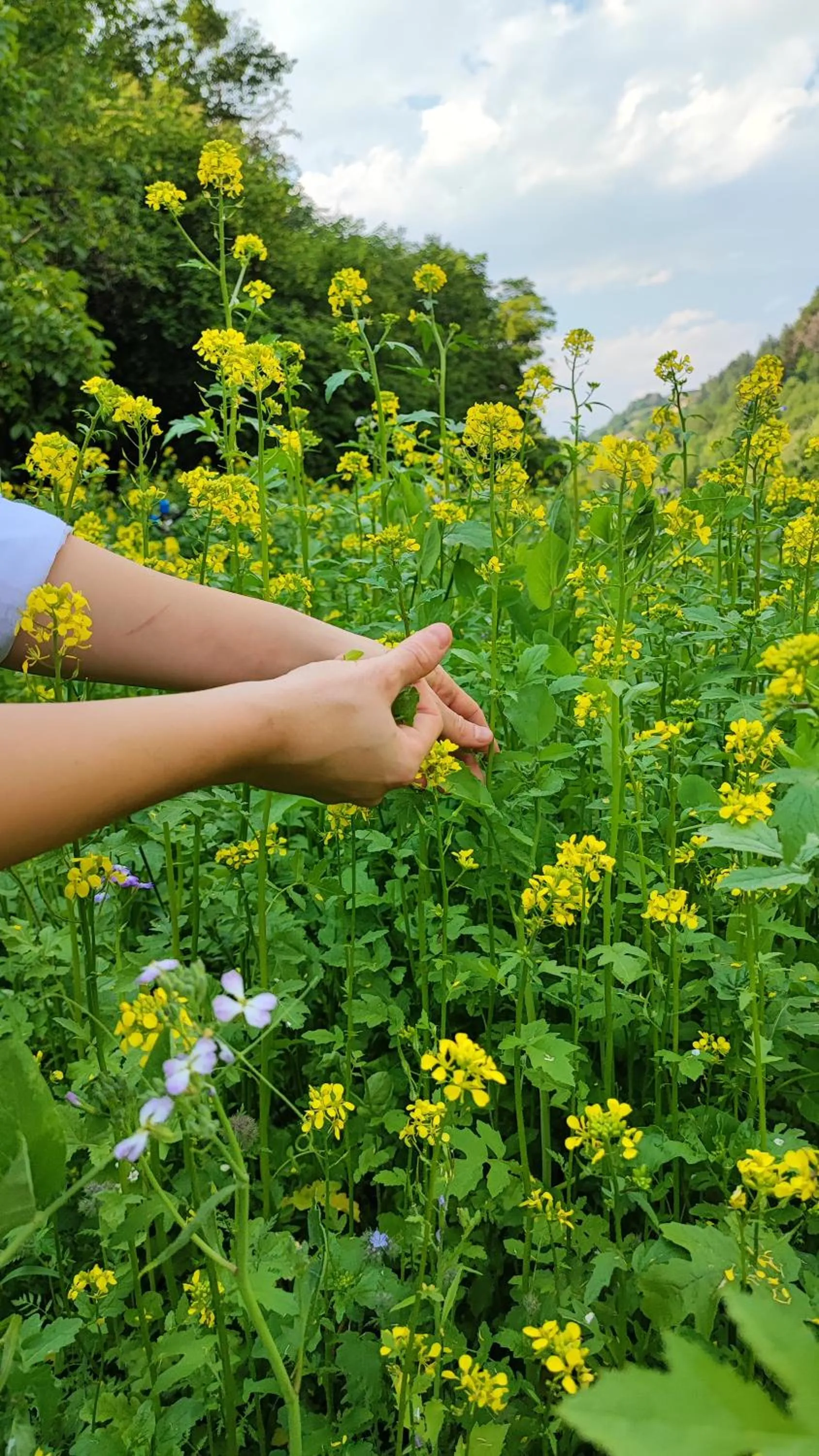 Garden in Relais & Chateaux Hotel Castel Fragsburg