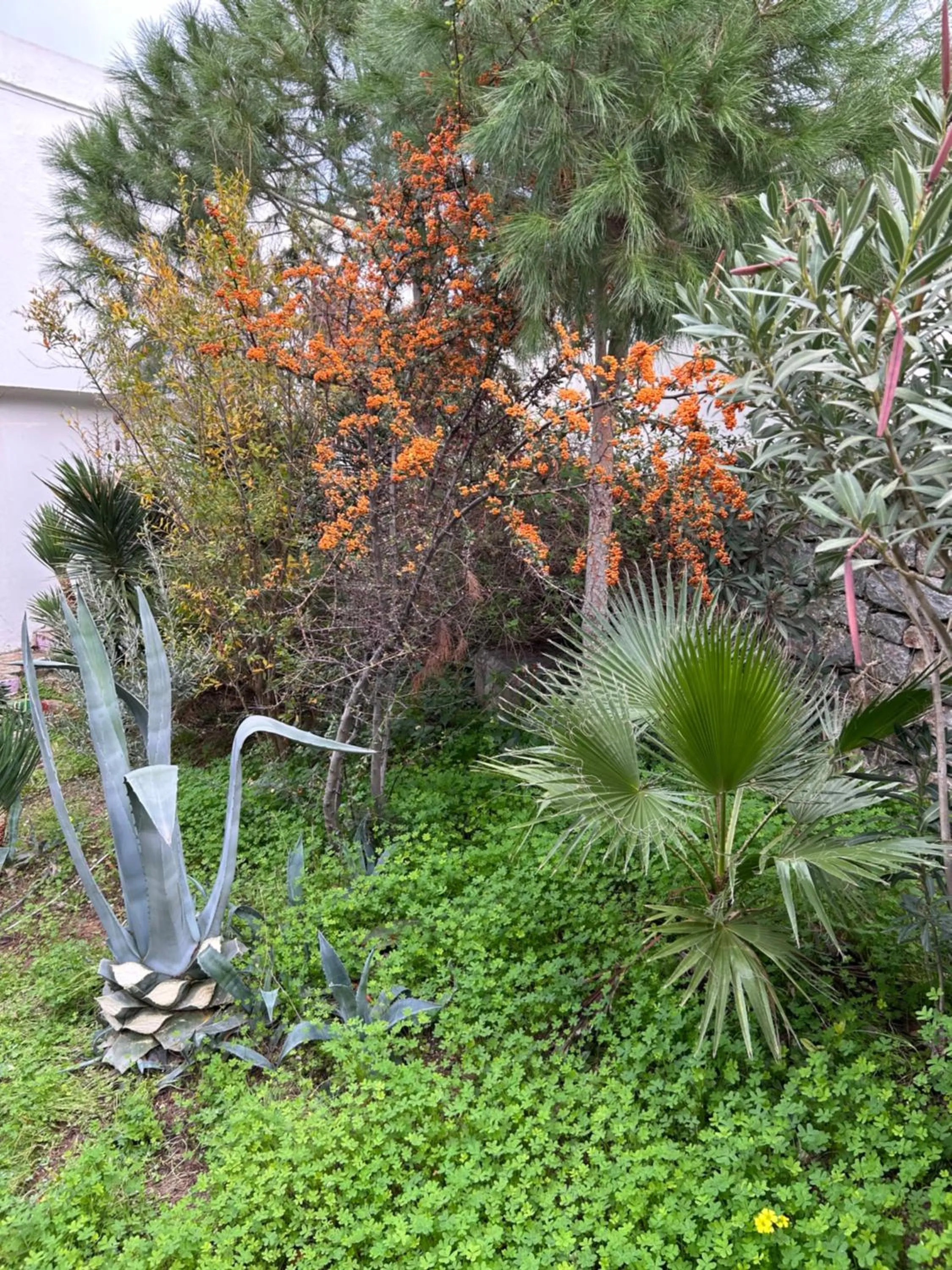 Spring in Riva Bodrum Resort- Adult Only +16